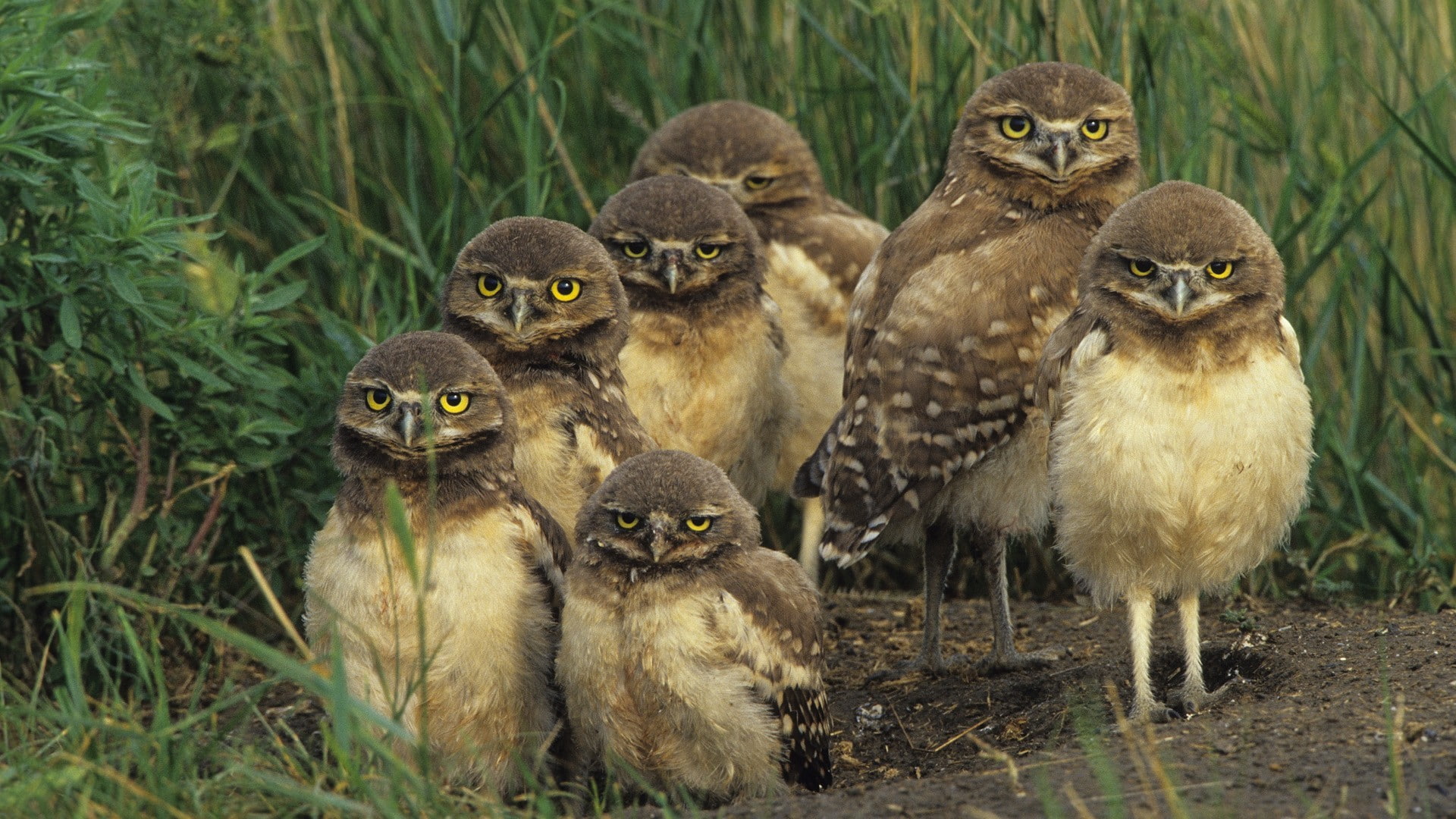 owl