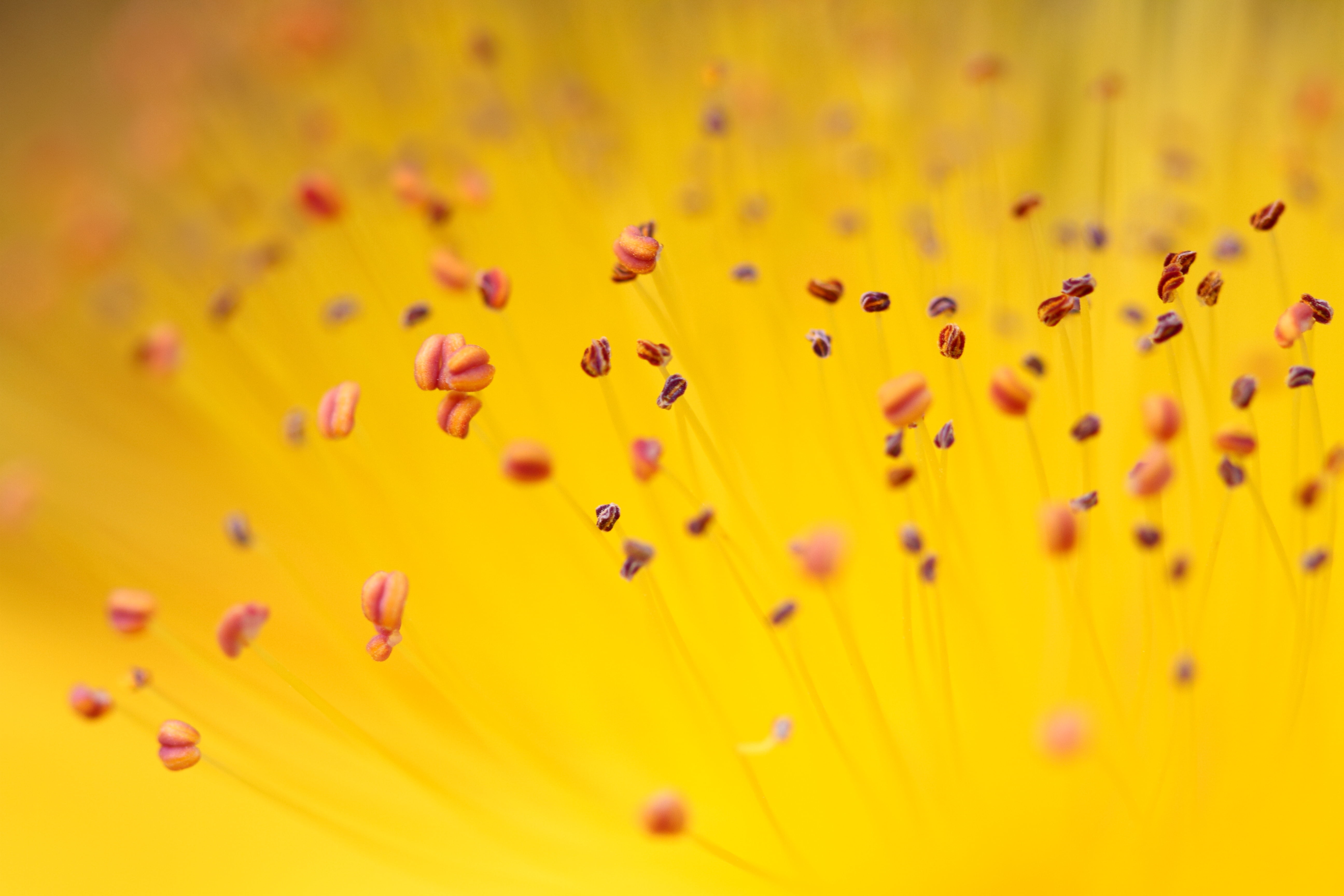 macro photography of yellow flower pollen, nature, plant, petal