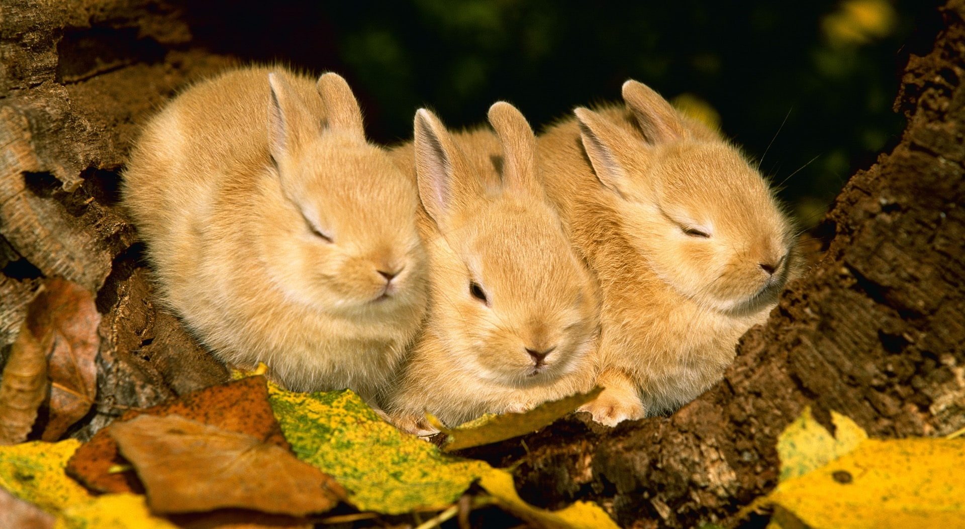Cute Golden Rabbits, three gray rabbits, Animals, Wild, group of animals