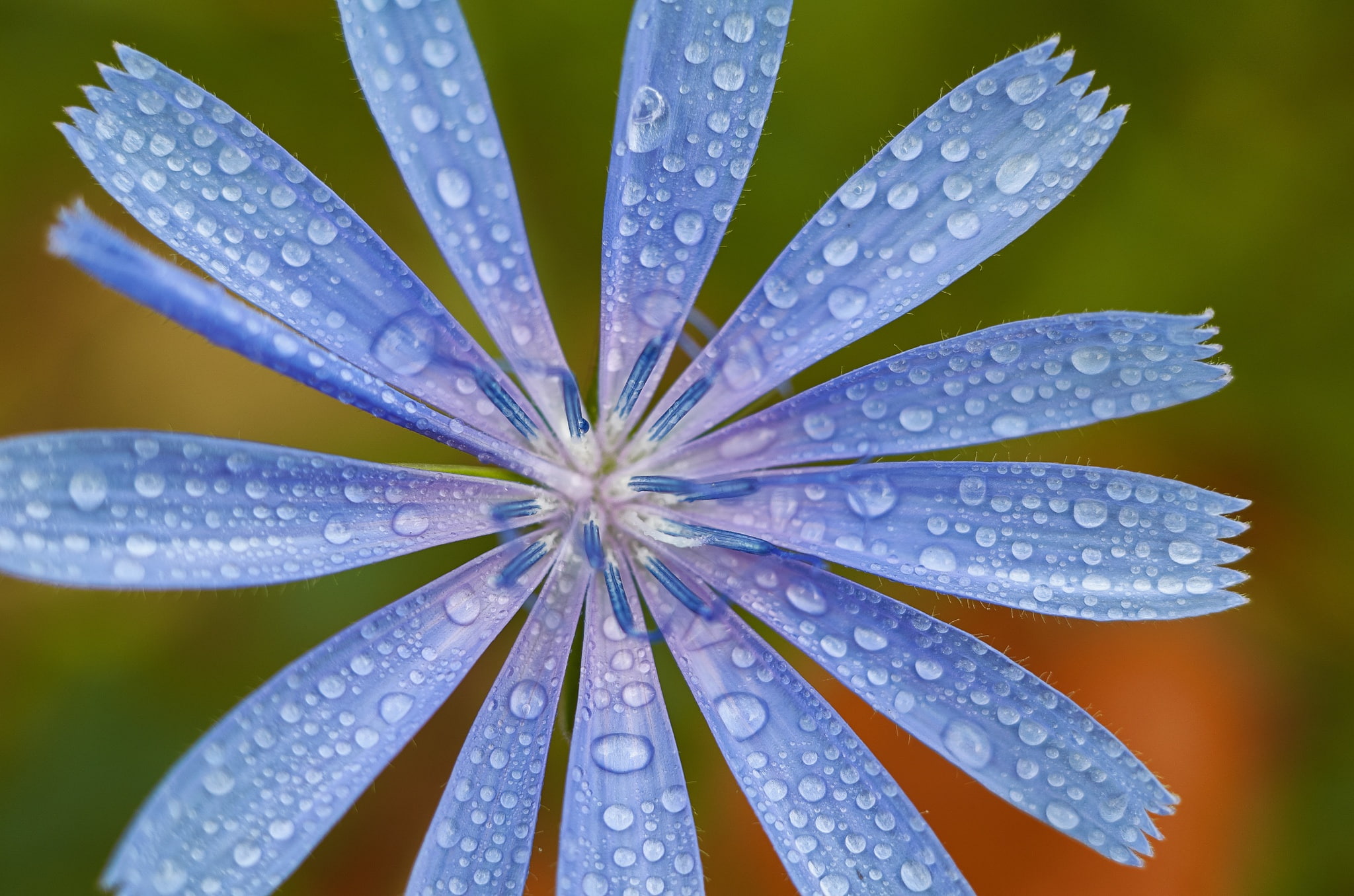 drops, macro, chicory