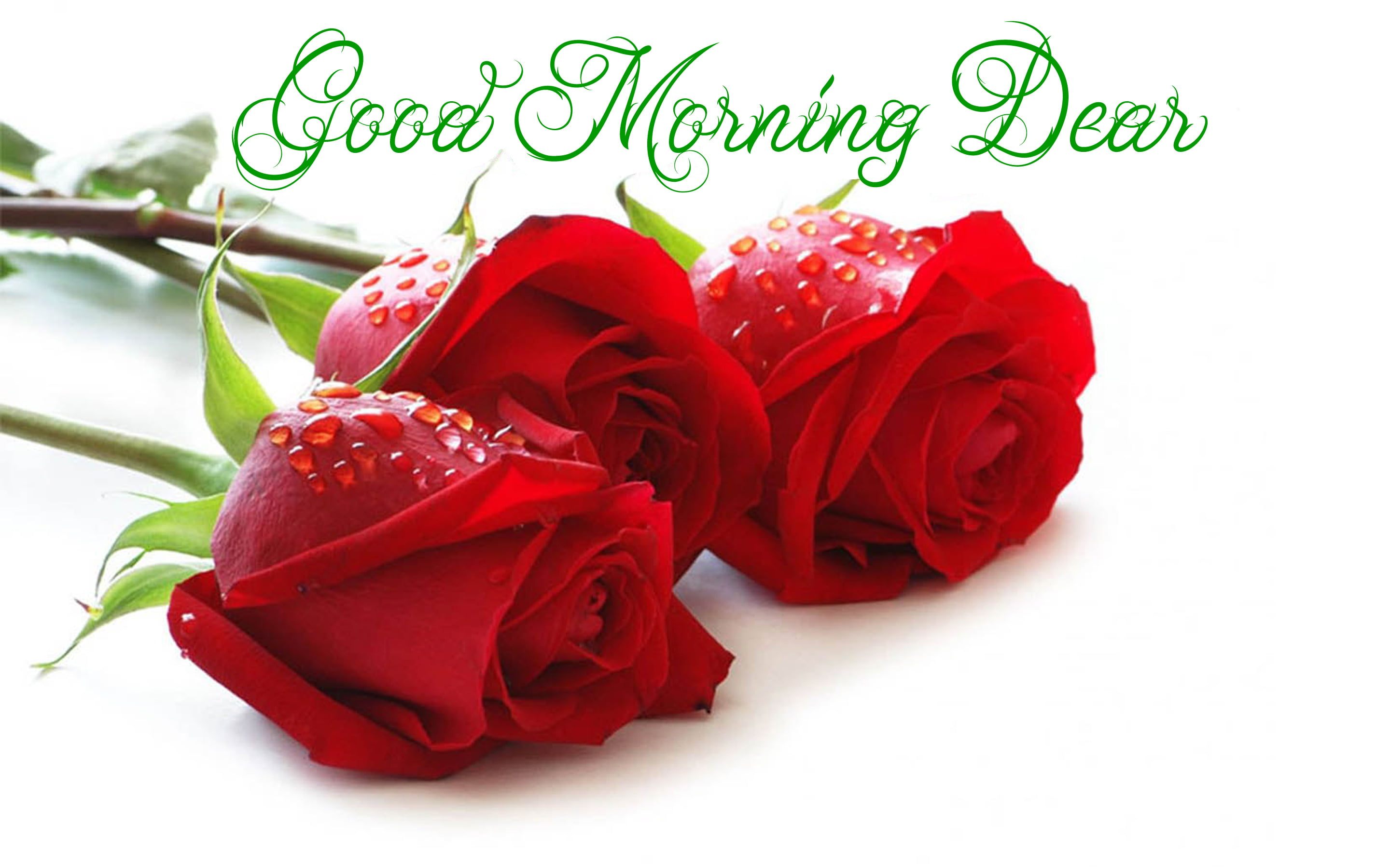 Good Morning Dear Red Roses With Water Droplets, flower, white background
