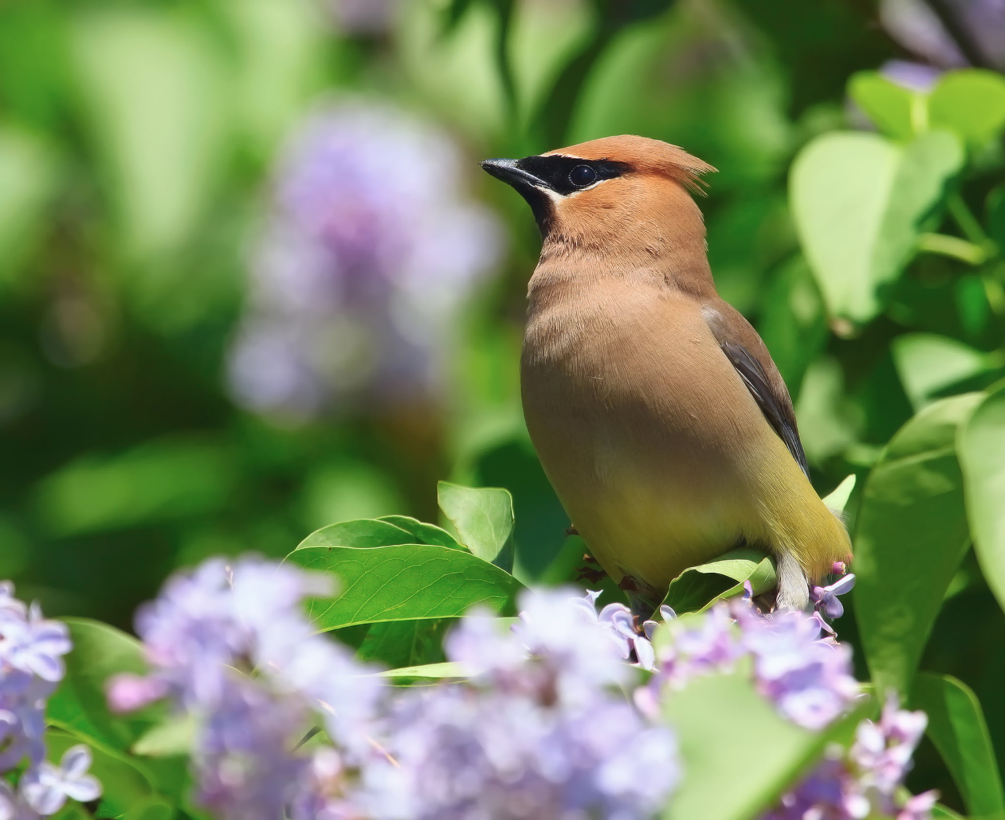 flowers, nature, bird, Bush, spring, serene, the Waxwing