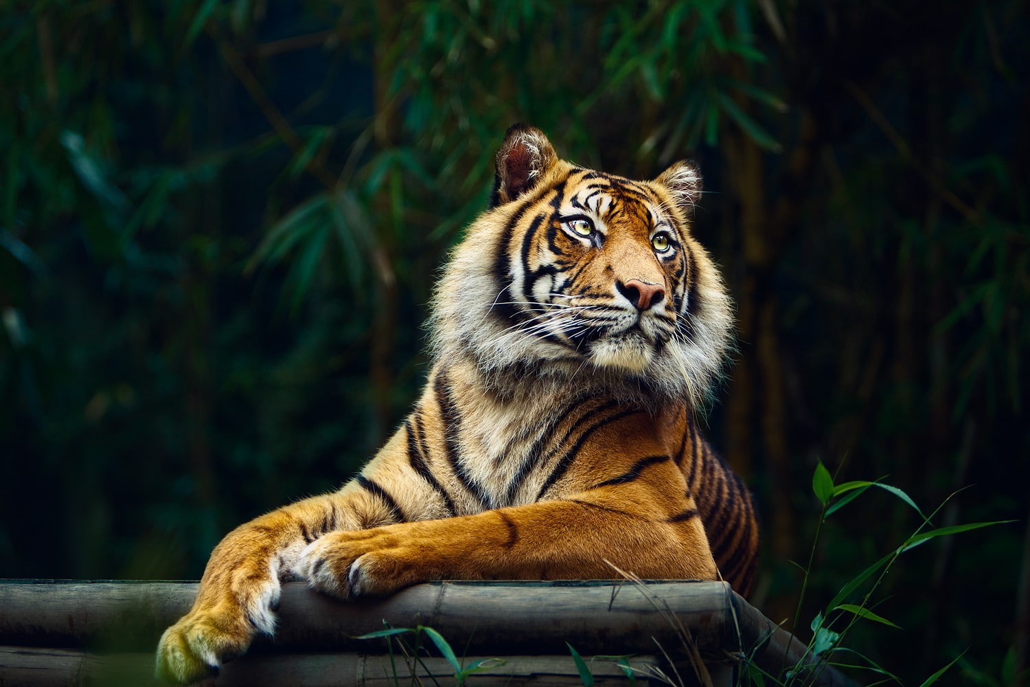 tiger, animals, big cats, nature
