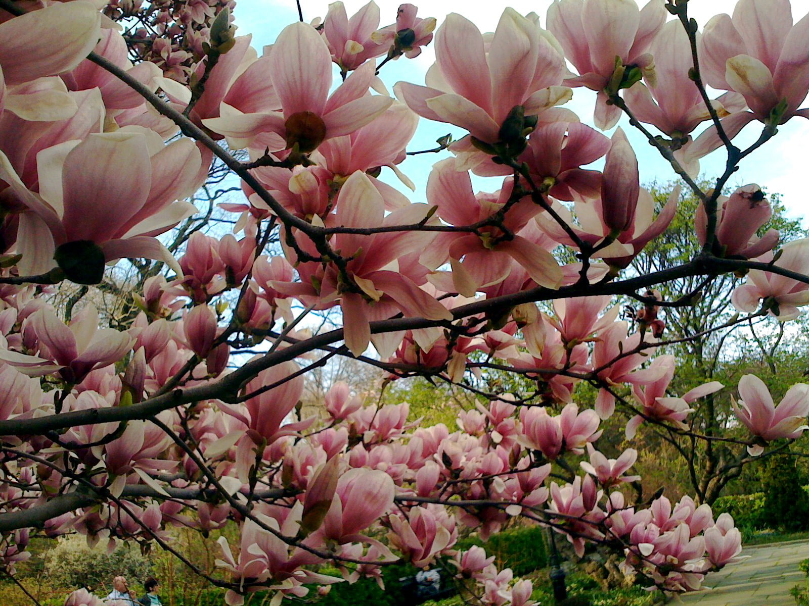magnolia, trees, nature, flower, flowering plant, pink color