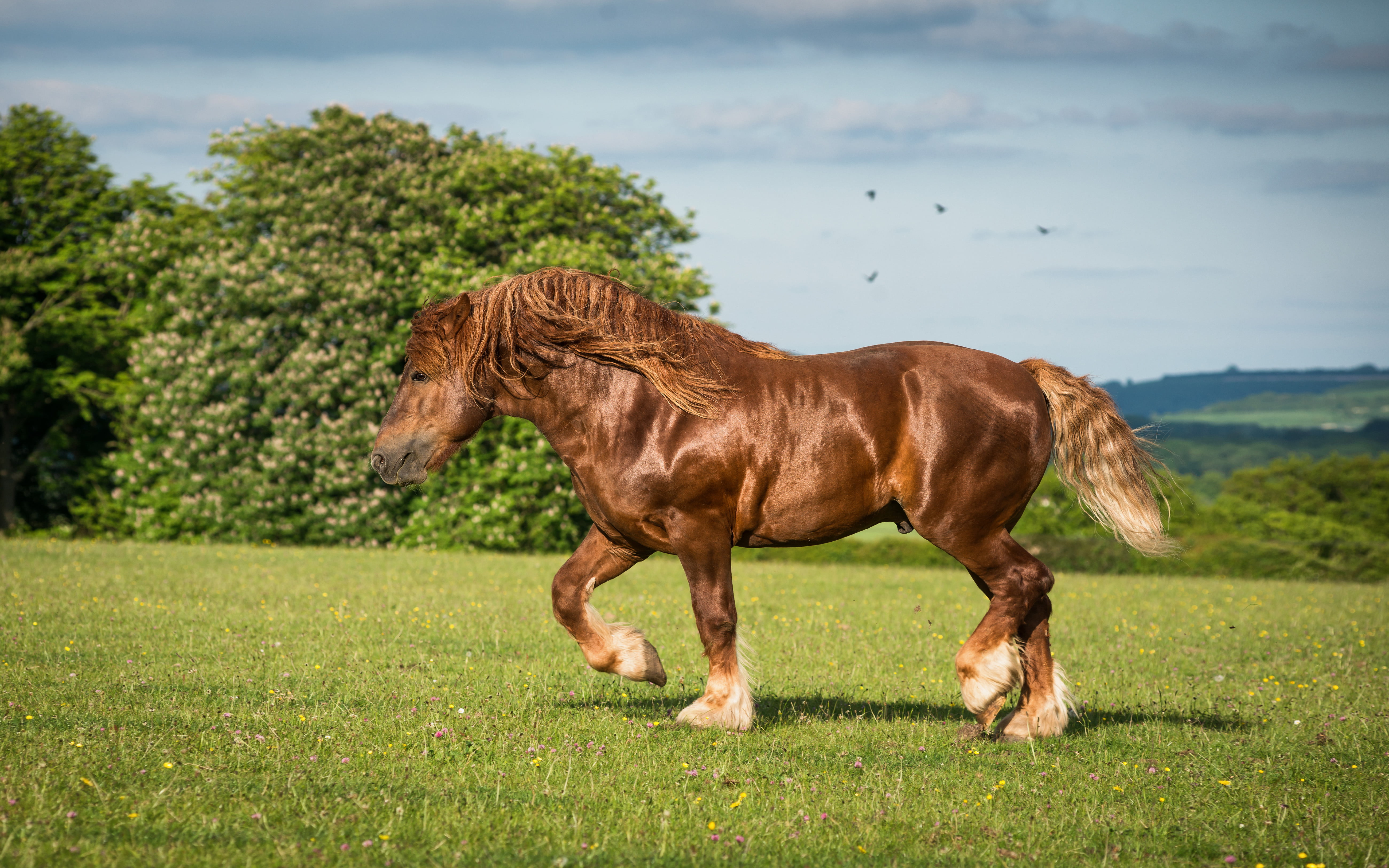Suffolk Punch, Suffolk Horse Or Suffolk Sorrel Is An English Breed Of Draft Horse Chestnut Color Always