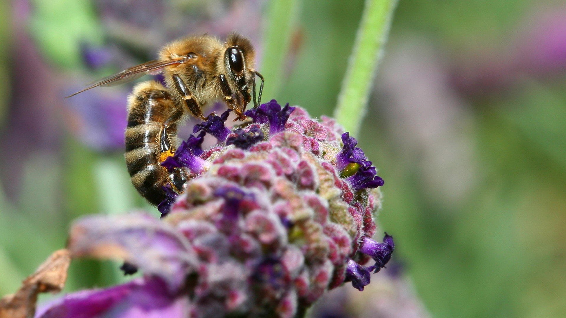 lavender