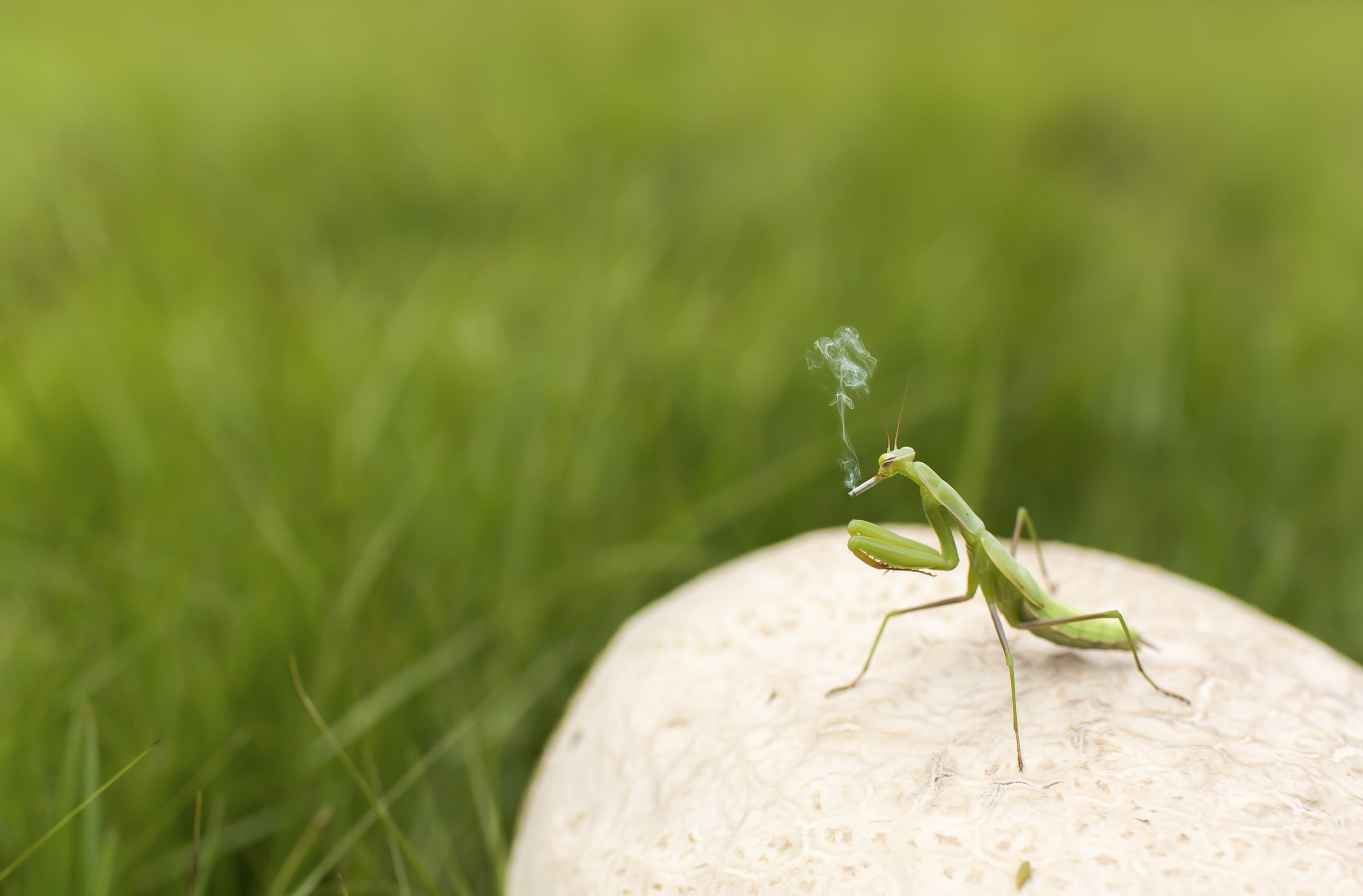 Mantis Smoking, green praying mantis, Funny, Grass, Field, Smoke