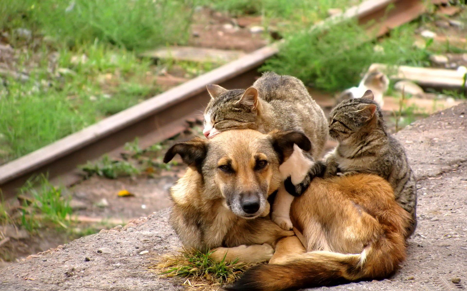 Cats dog cuddle, funny, friends