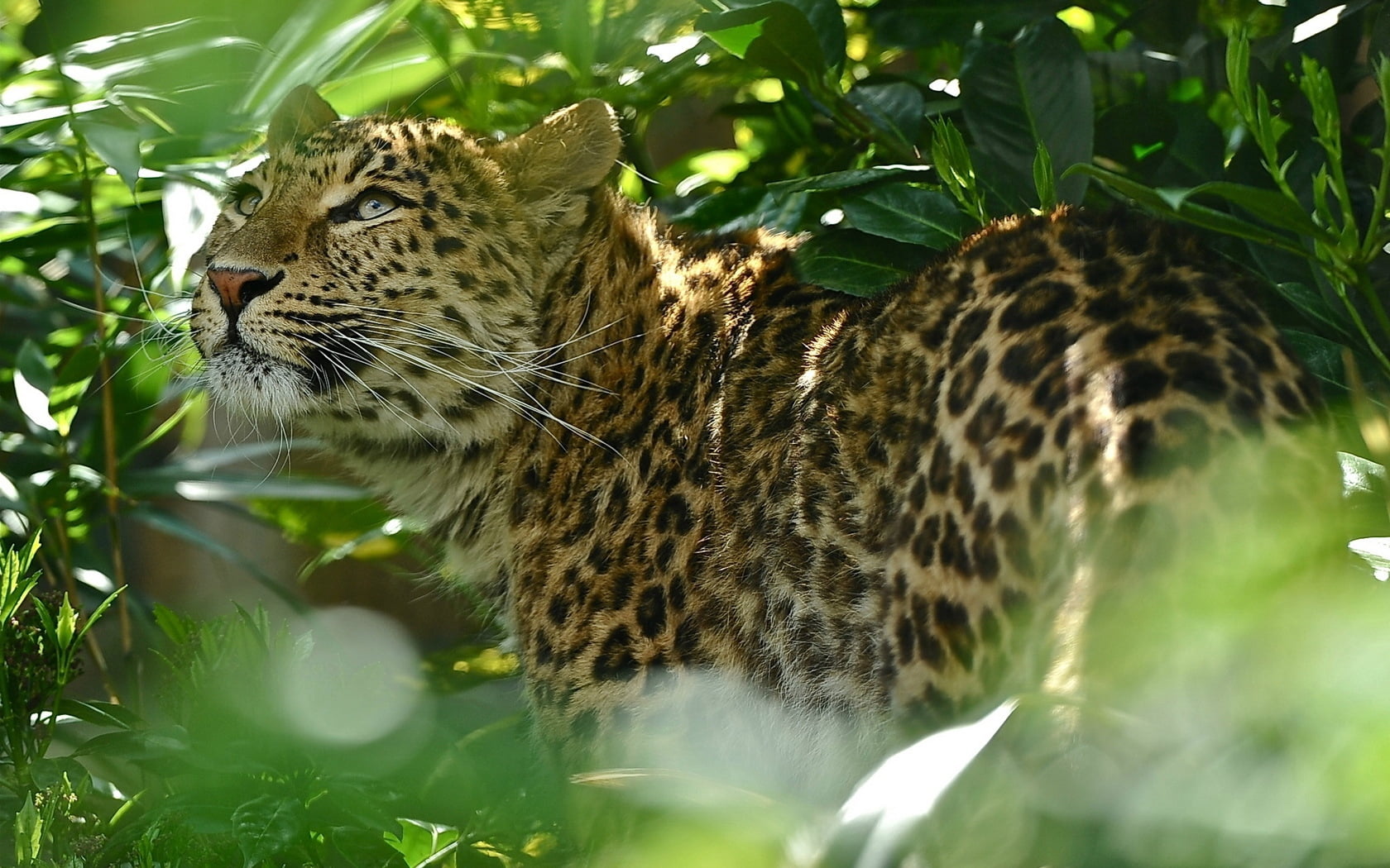 leopard, grass, spotted, predator, wildlife, nature, undomesticated Cat