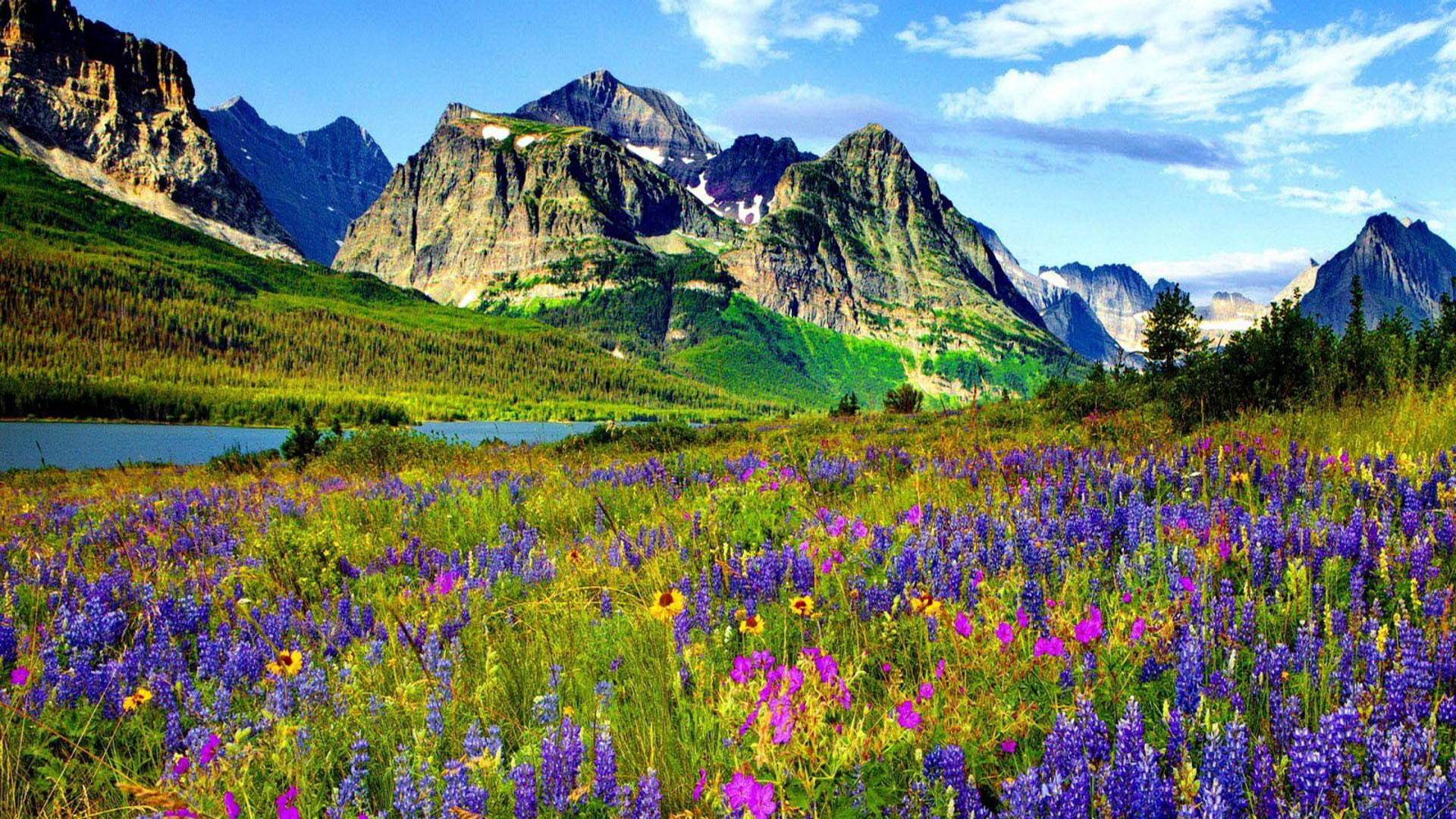 Mountain Flower In Colorado Blue And Purple Flowers Of Lupine River Mountains With Sharp Peaks Pine Forest Blue Sky Spring Landscape 1920×1080