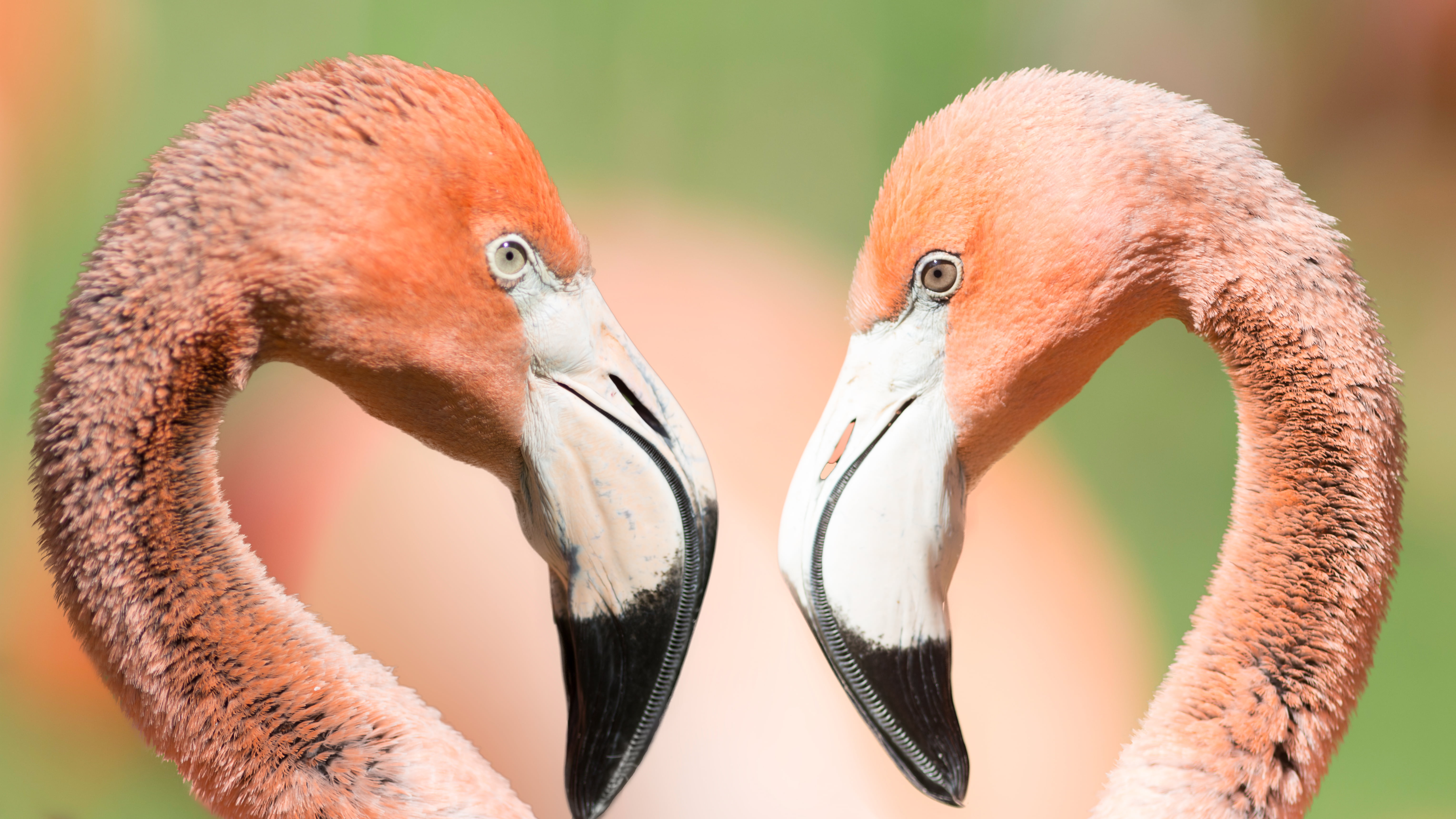 pink Flamingo, Ich und Ich, Canon EOS 6D, Zoo, Renate, post, processed