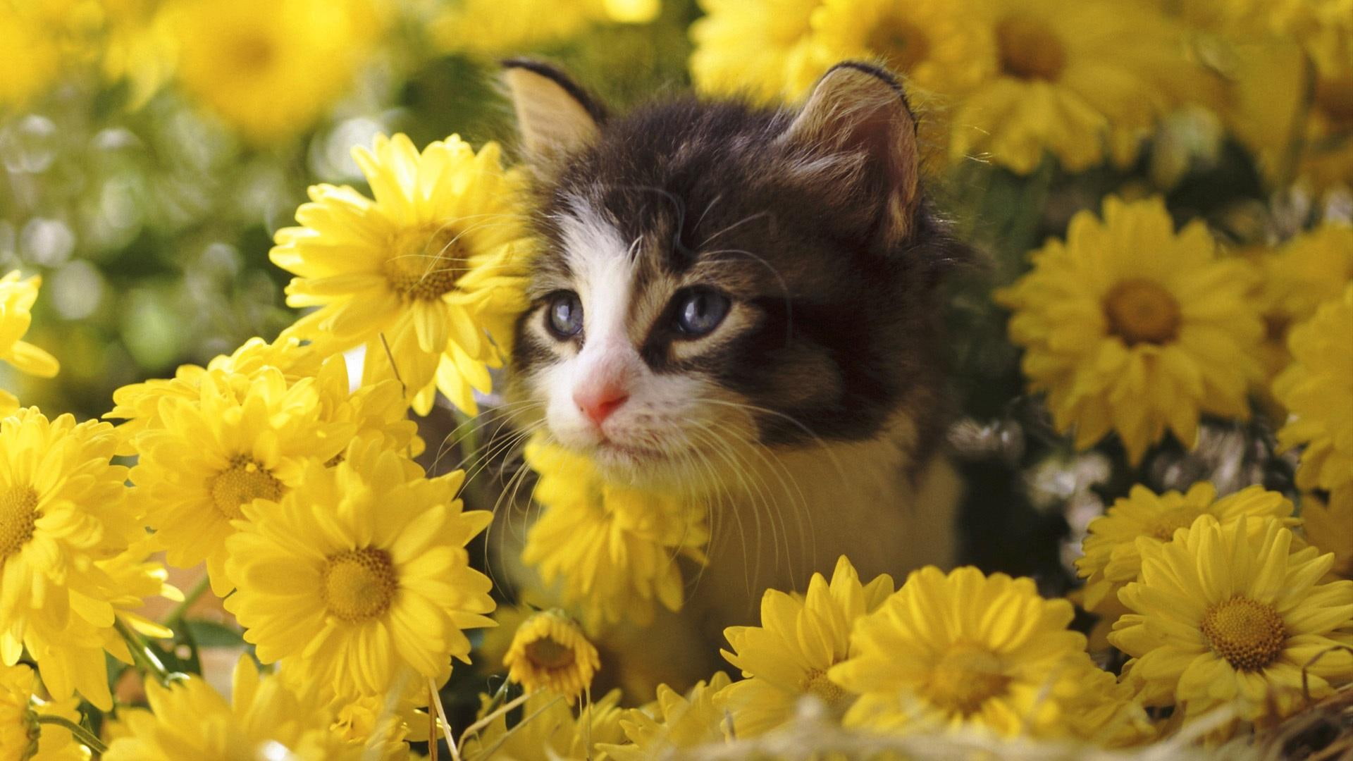 A Kitten Setting In The Flowers, black and white short fur kitten