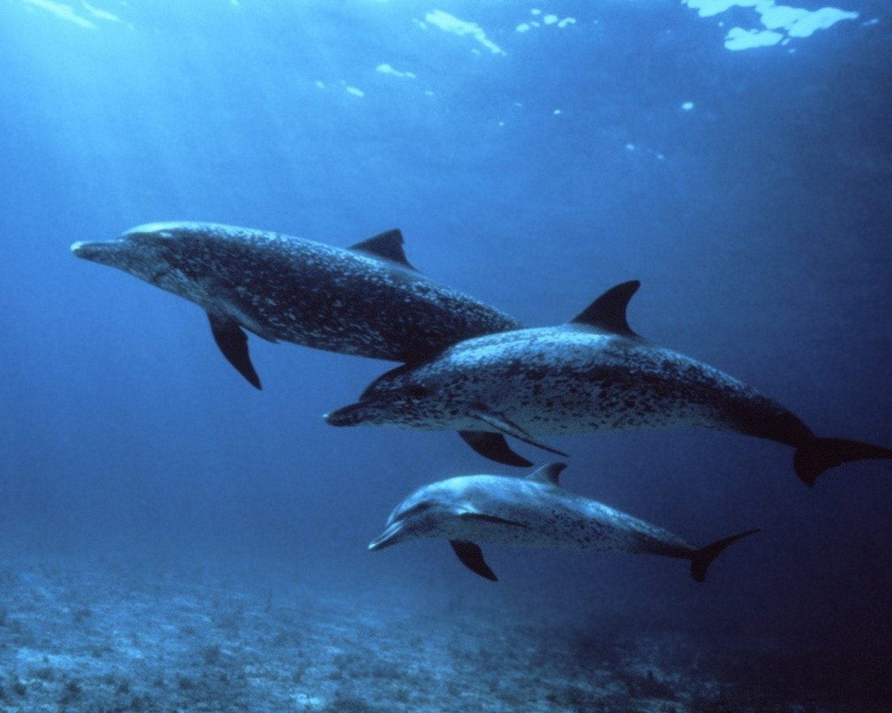 Animal, Dolphin