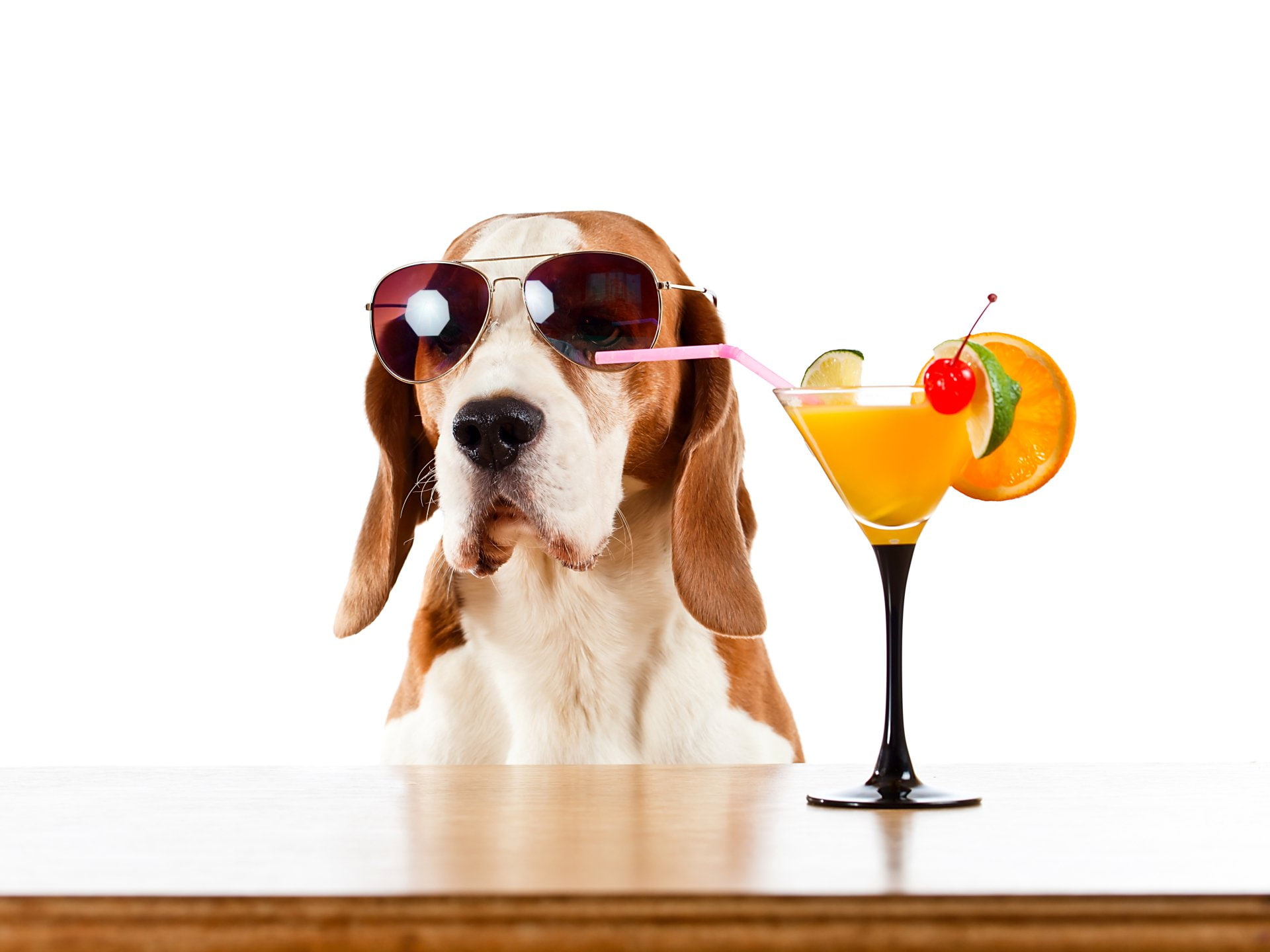 Dogs, Basset Hound, Cocktail, Drink, Pet, Sunglasses