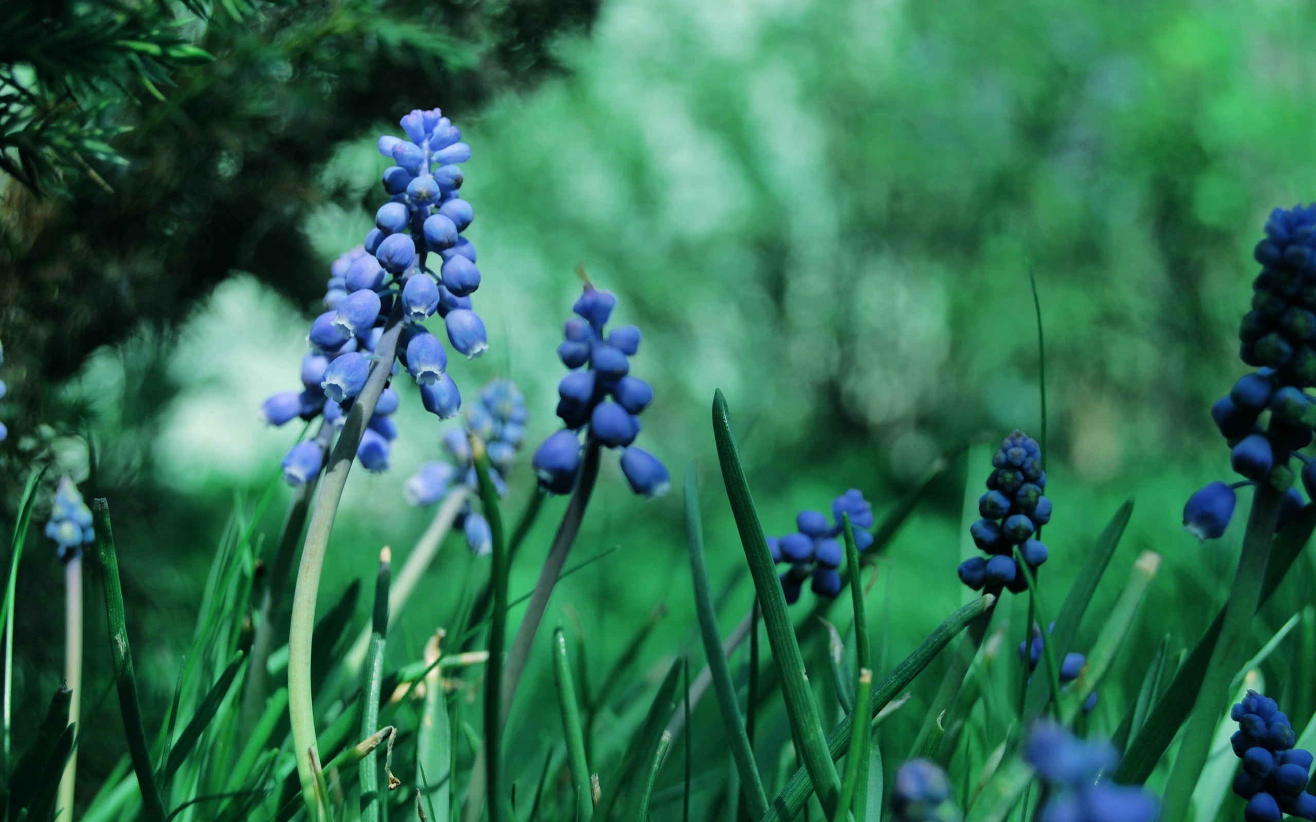 blue grape hyacinth flowers, muscari, herbs, grass, nature, purple