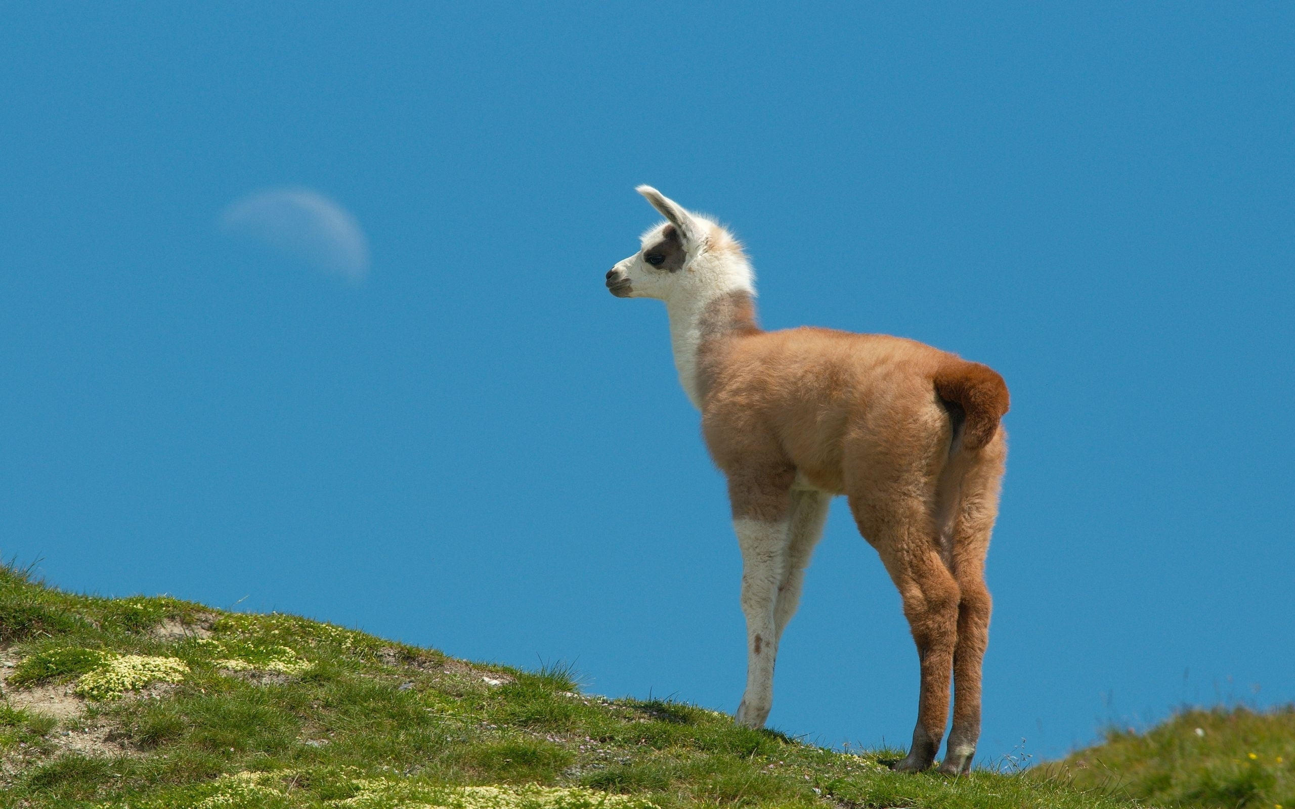 brown and white 4-legged mammal, lama, grass, walking, hill, animal