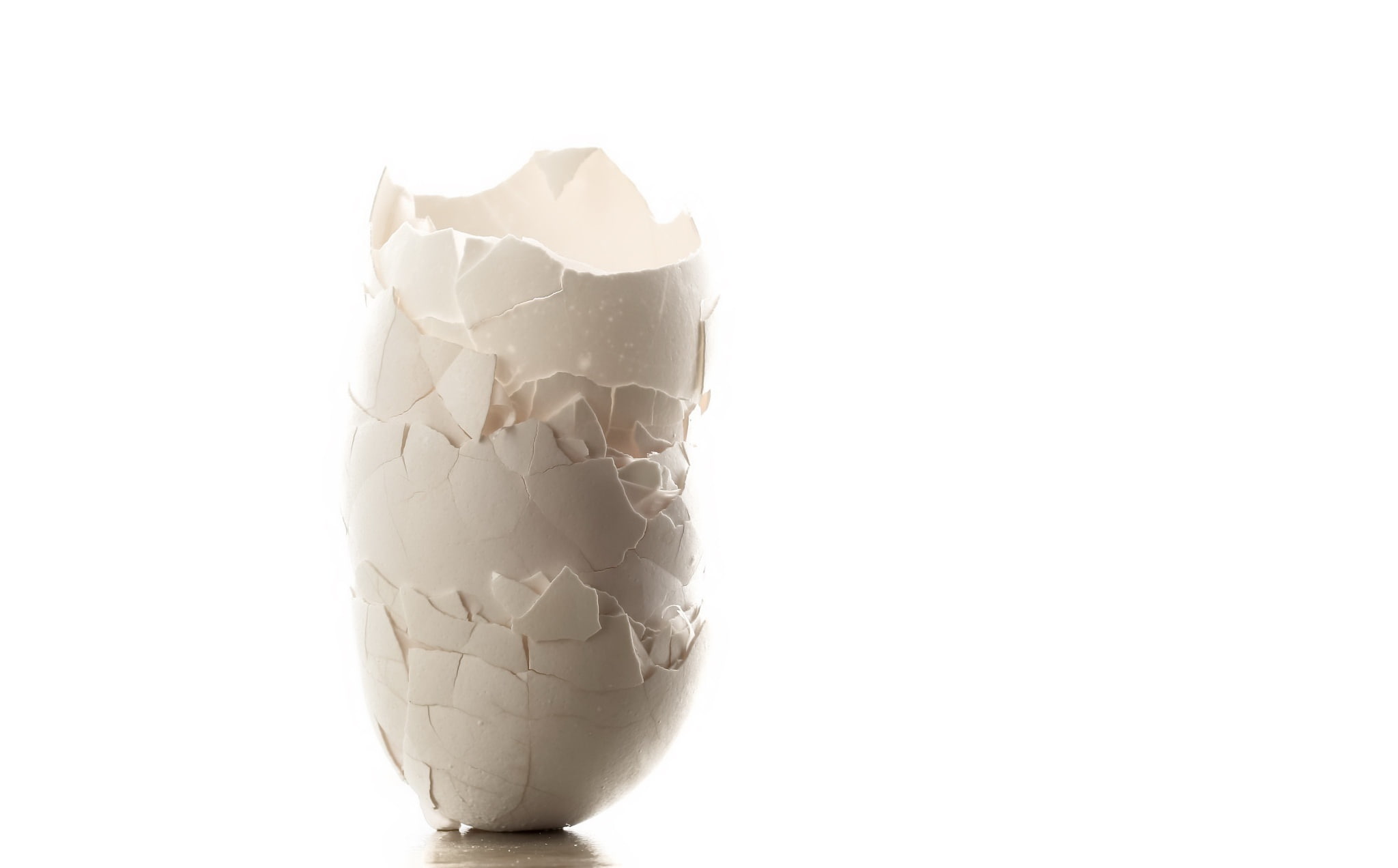 macro, background, shell