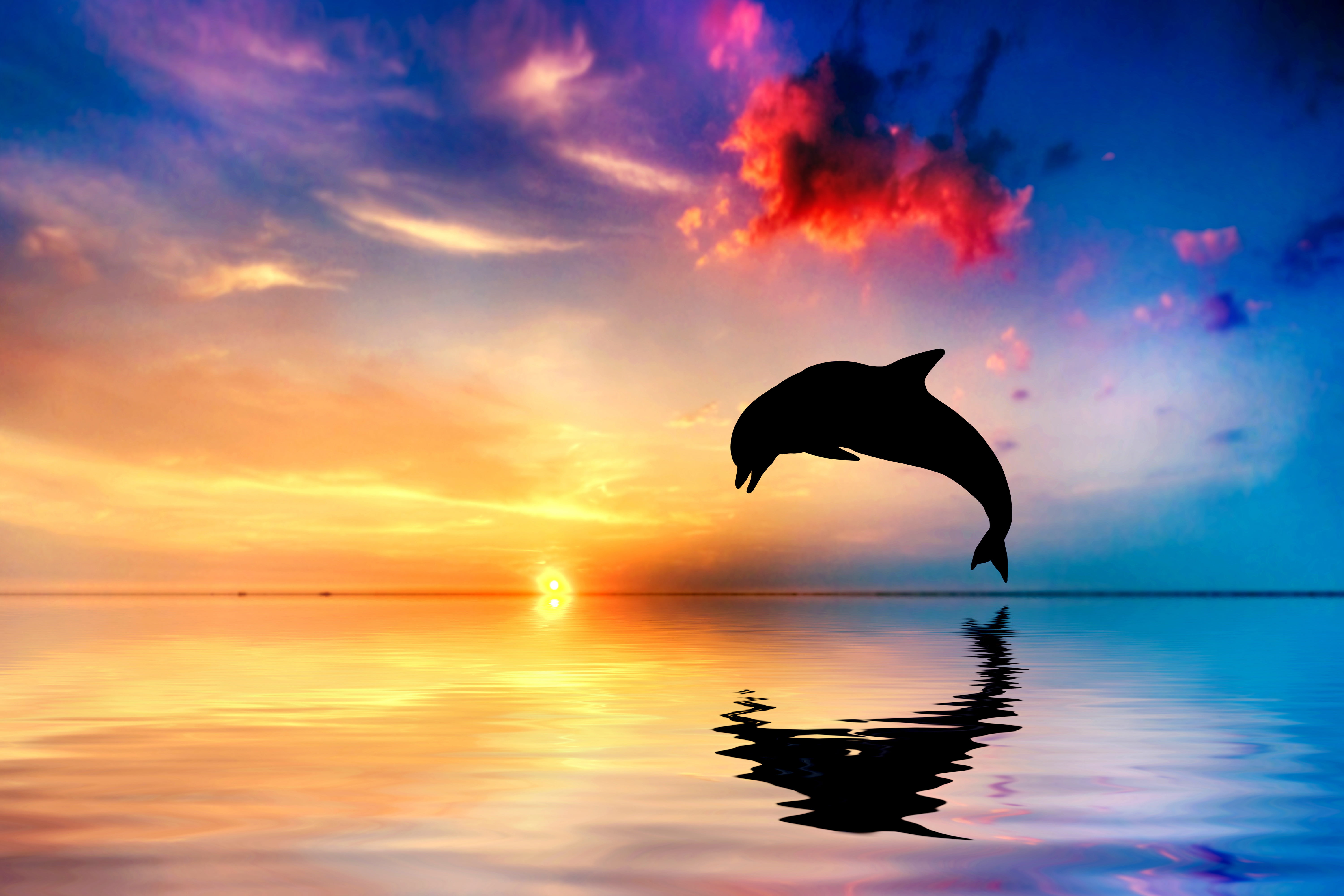 silhouette of dolphin, sunset, reflection, the ocean, jump, sea