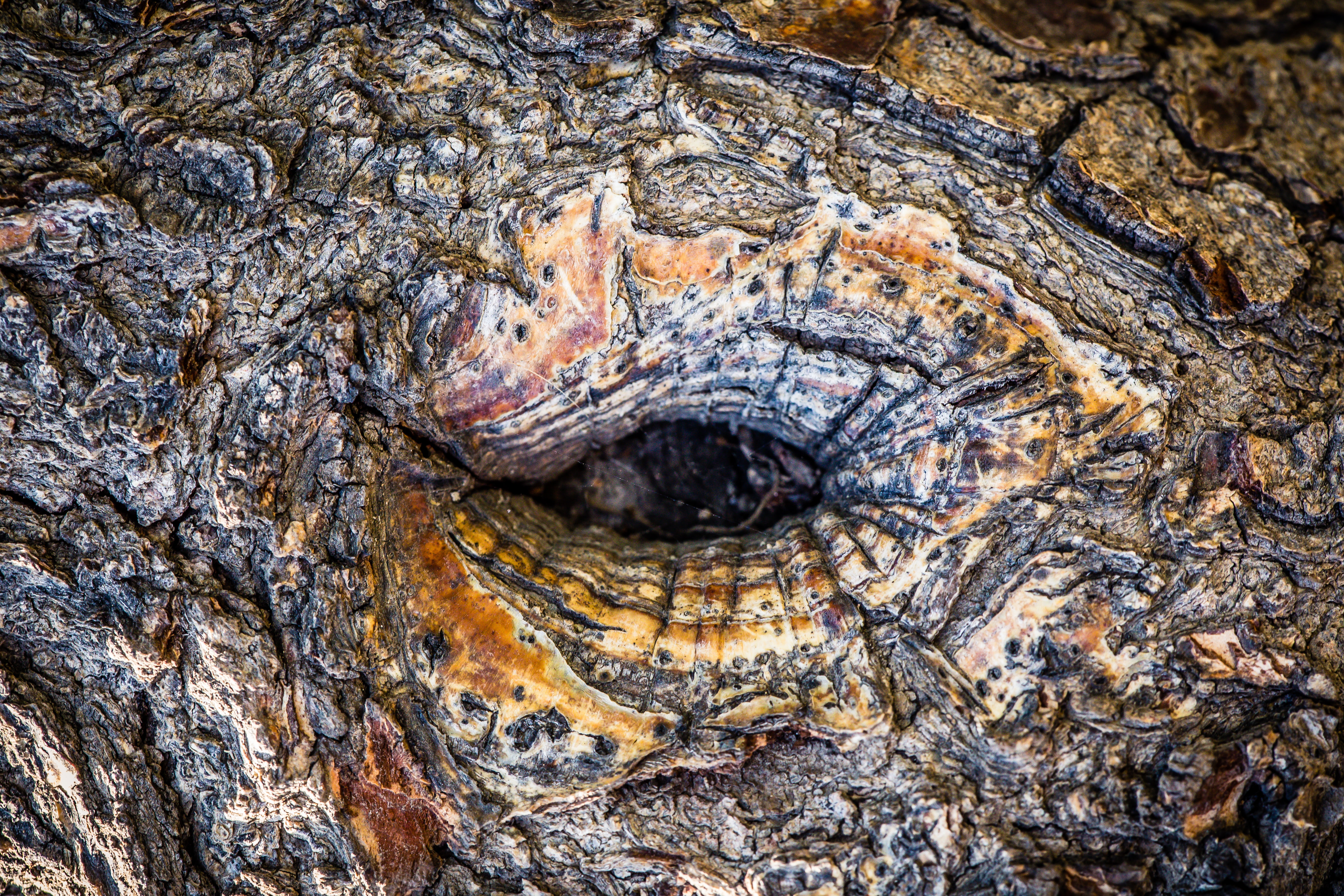 tree, structure, bark