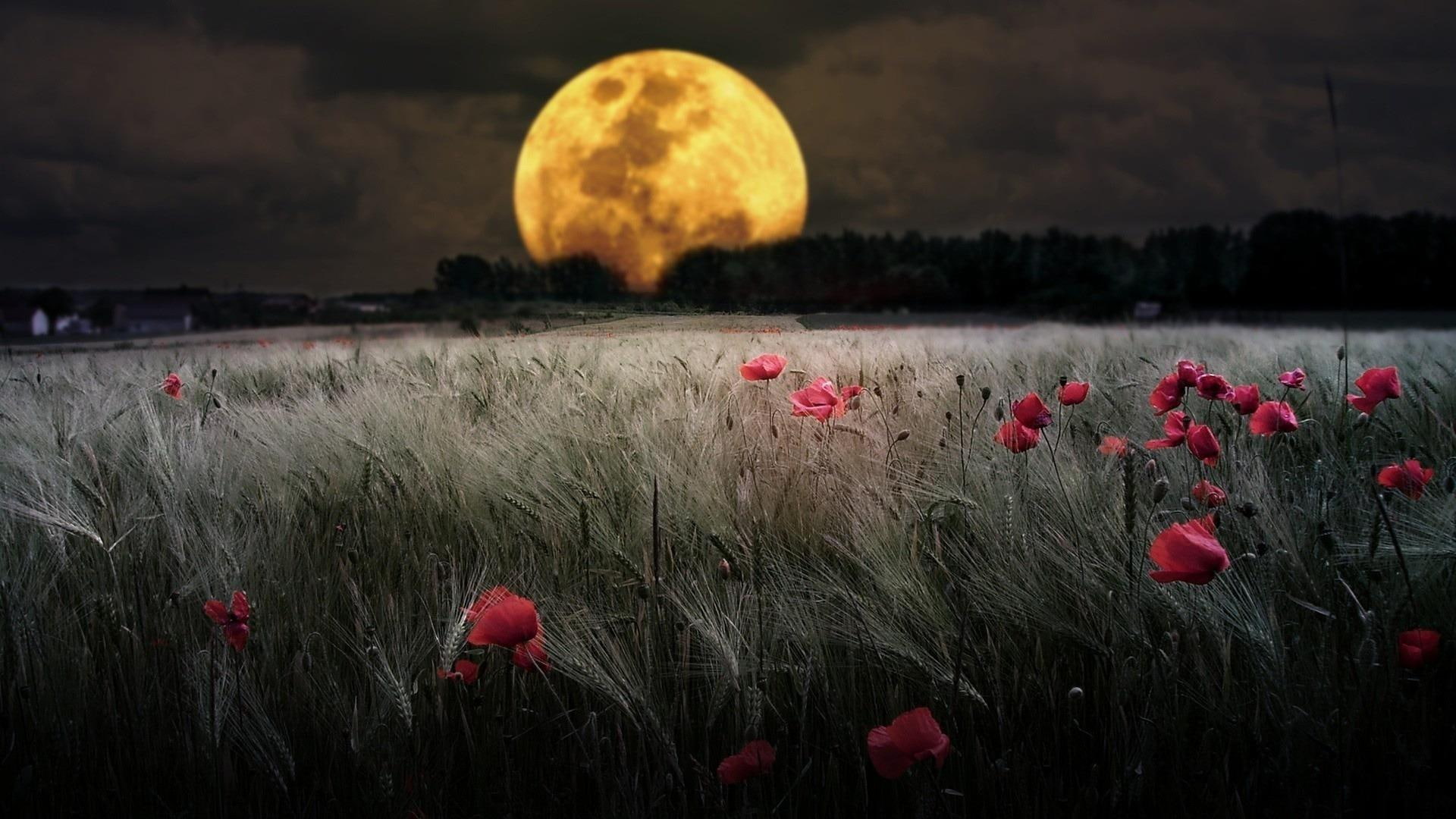 wheat field, moonlight, evening, night, darkness, landscape
