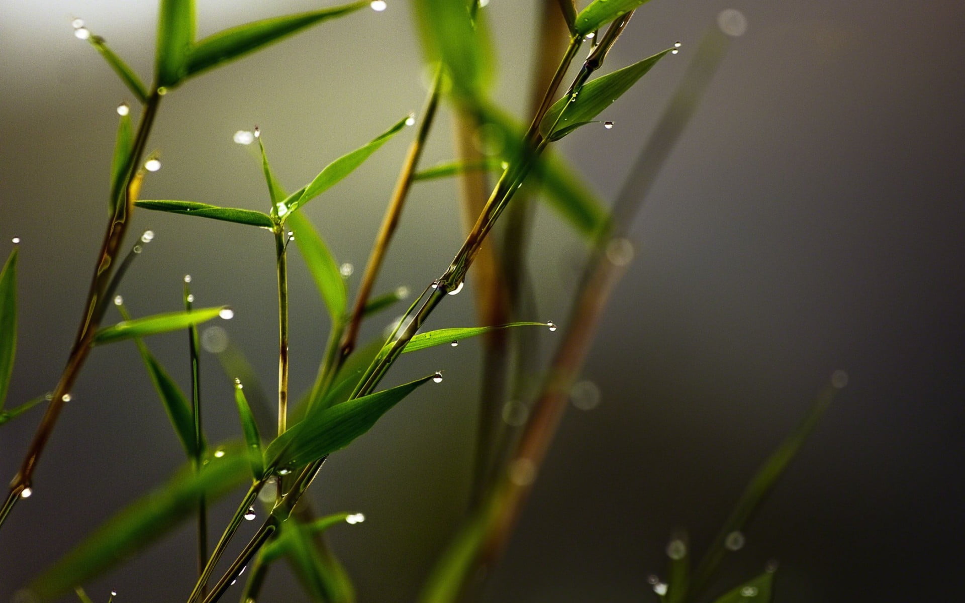 microphotography of green grass and water dew, green leafed plant