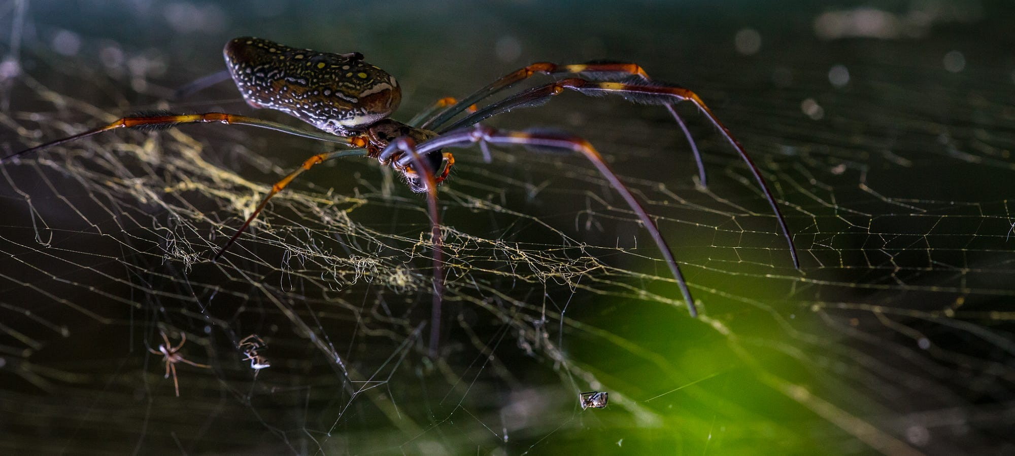 spider spiderwebs