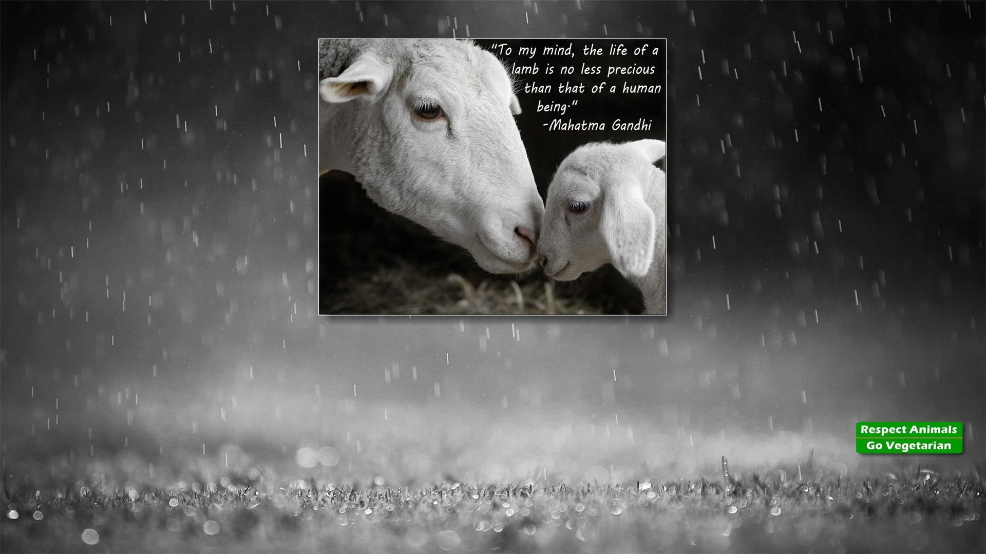 Lamb Mahatma Ghi, life, mercy, human, gandhi, compassion, quote