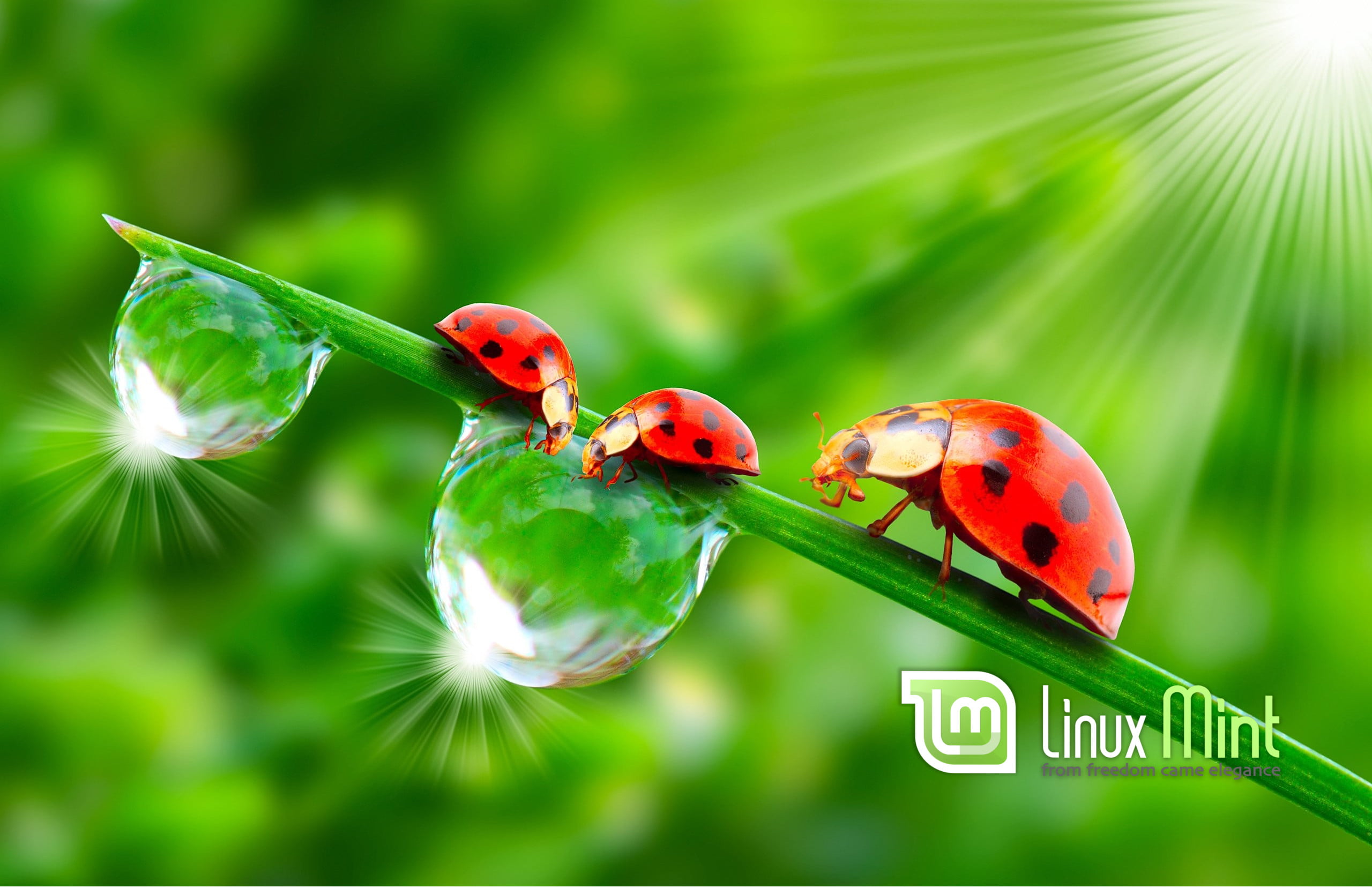 Linux Mint