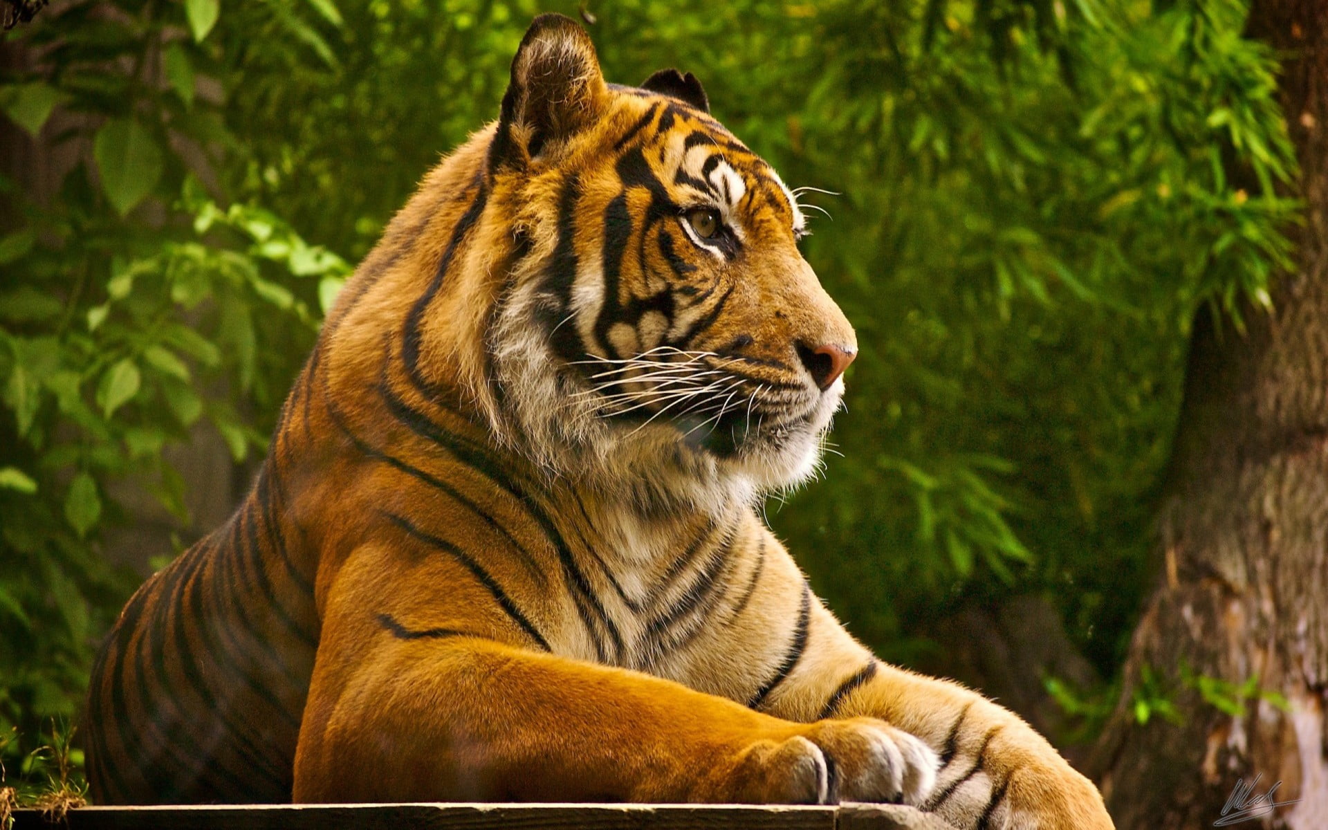 brown and black tiger, animals, animal themes, animal wildlife