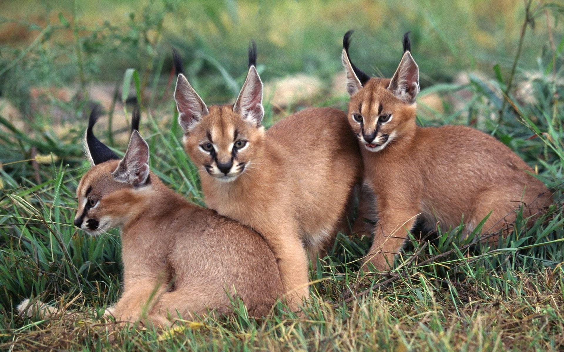 caracal, group of animals, mammal, grass, vertebrate, two animals