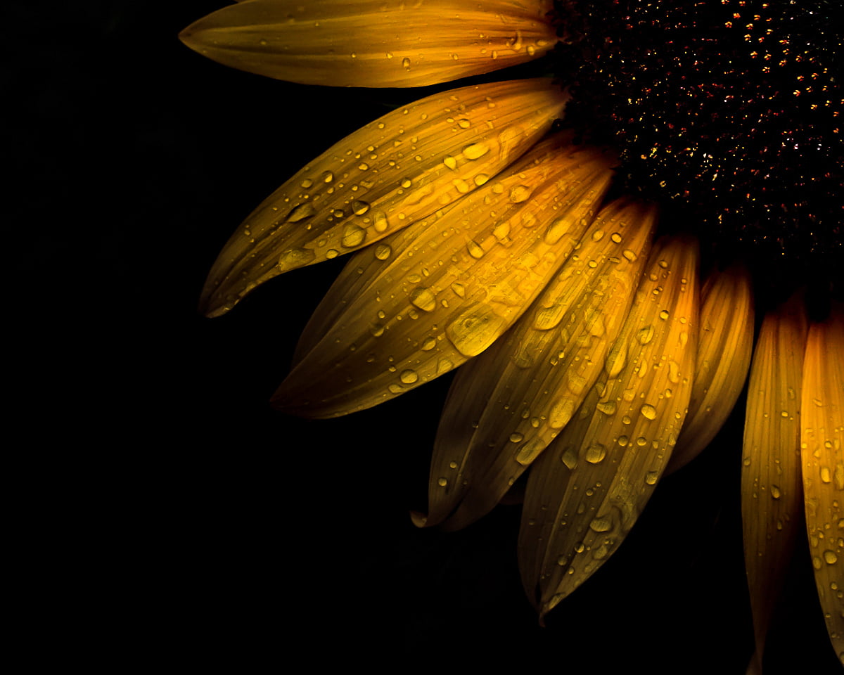 macro photo of water dew on sunflower, sunflower, Backyard, Flowers