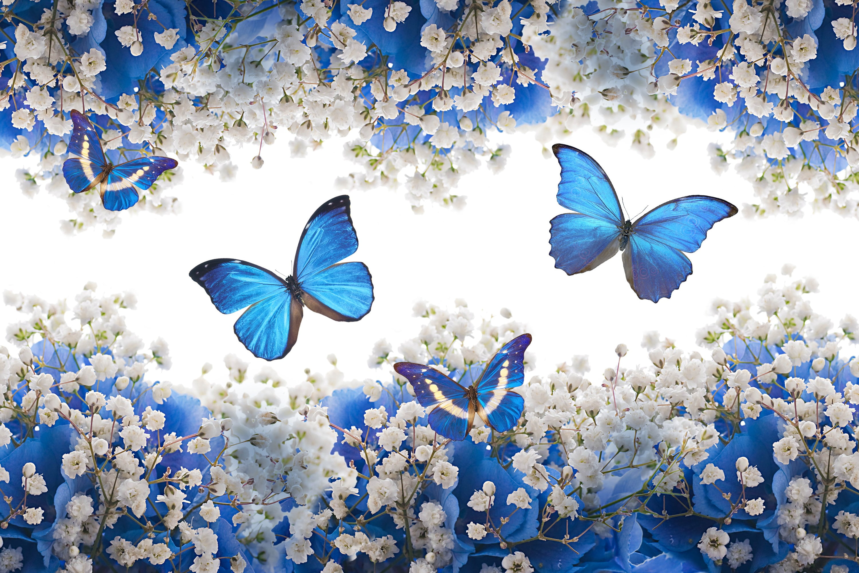 butterfly, flower, flowering plant, beauty in nature, blue