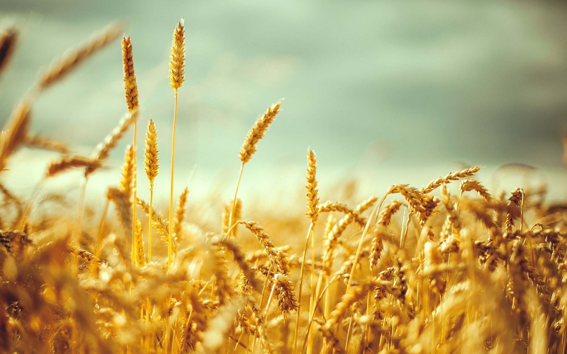 wheat
