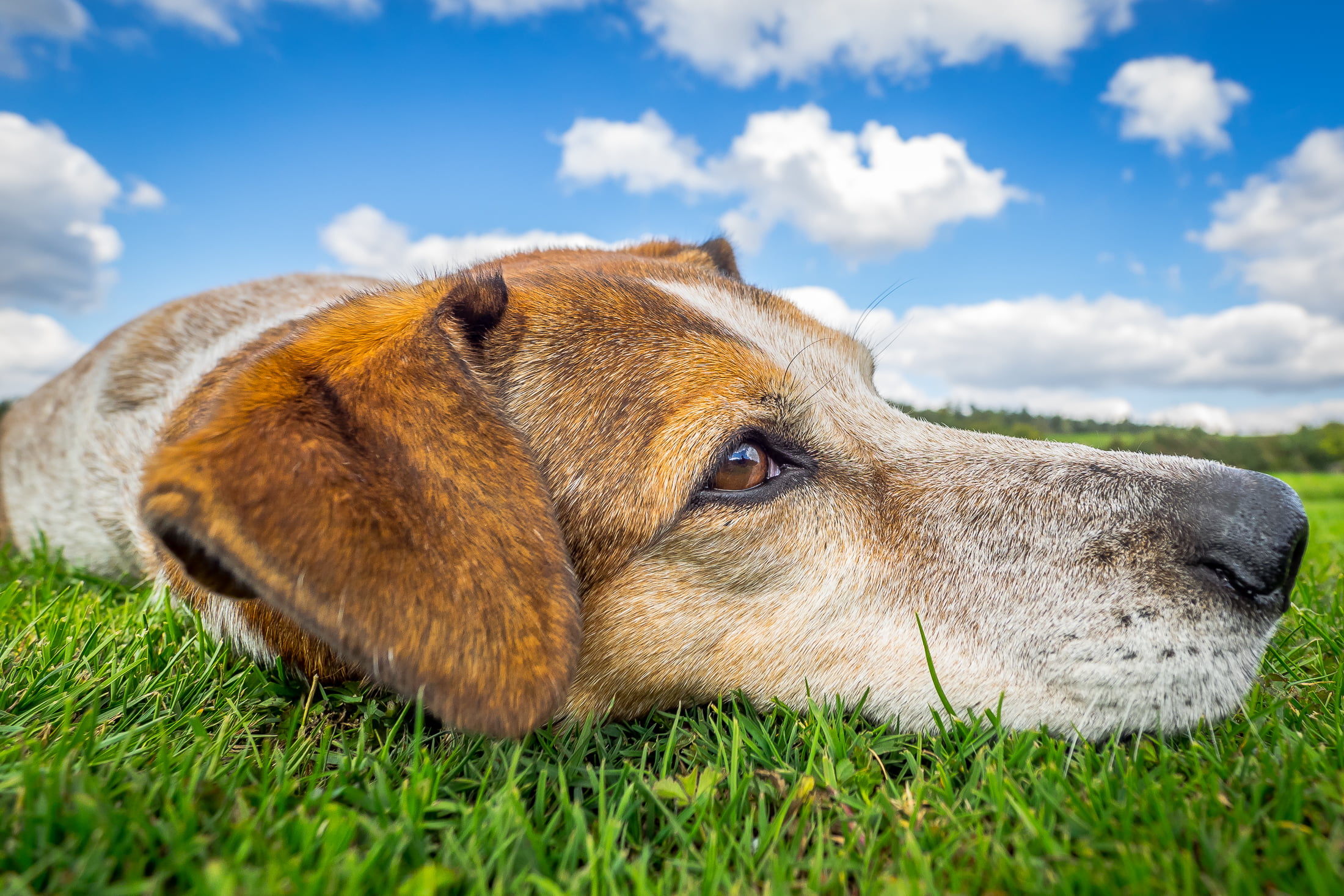 Redtick Coonhound lying on grass field, Lazy Sunday, dog days