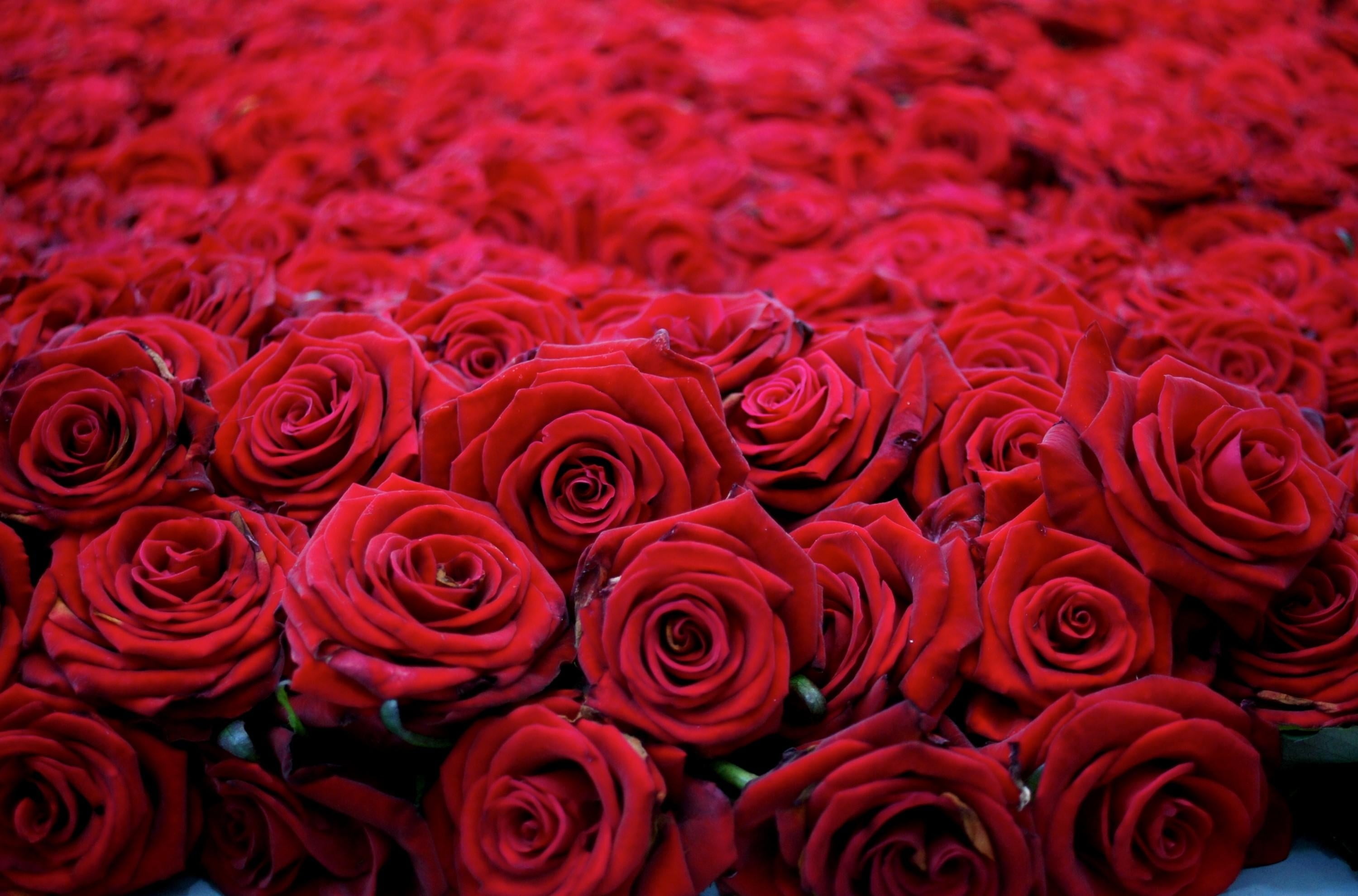red roses, flowers, buds, many, beautiful, rose - Flower, backgrounds