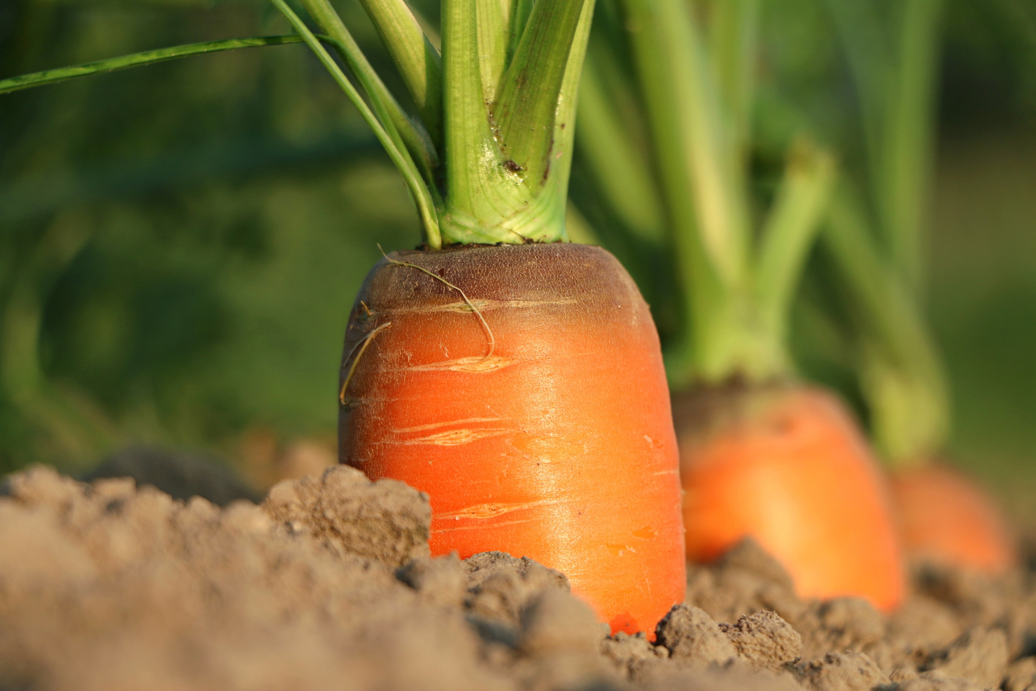 carrots, garden bed, vegetable, food and drink, plant, nature