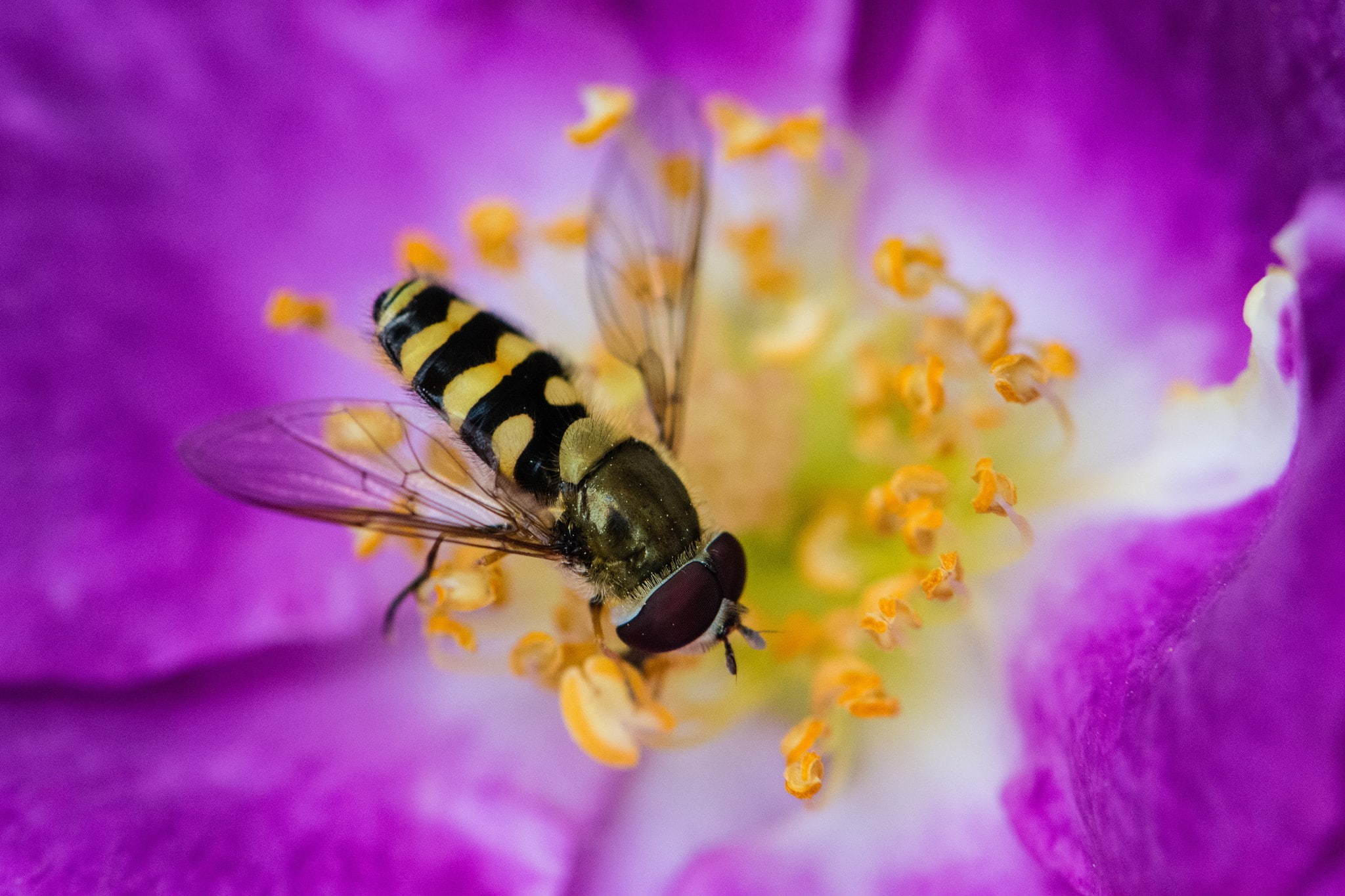 bee