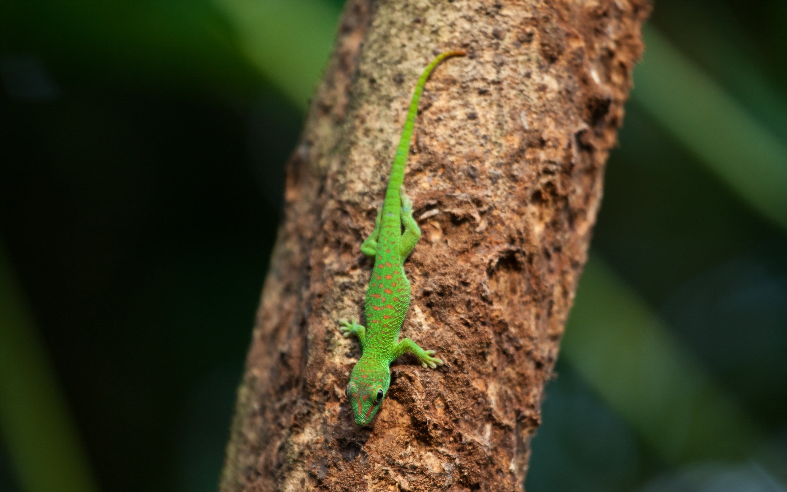 lizard