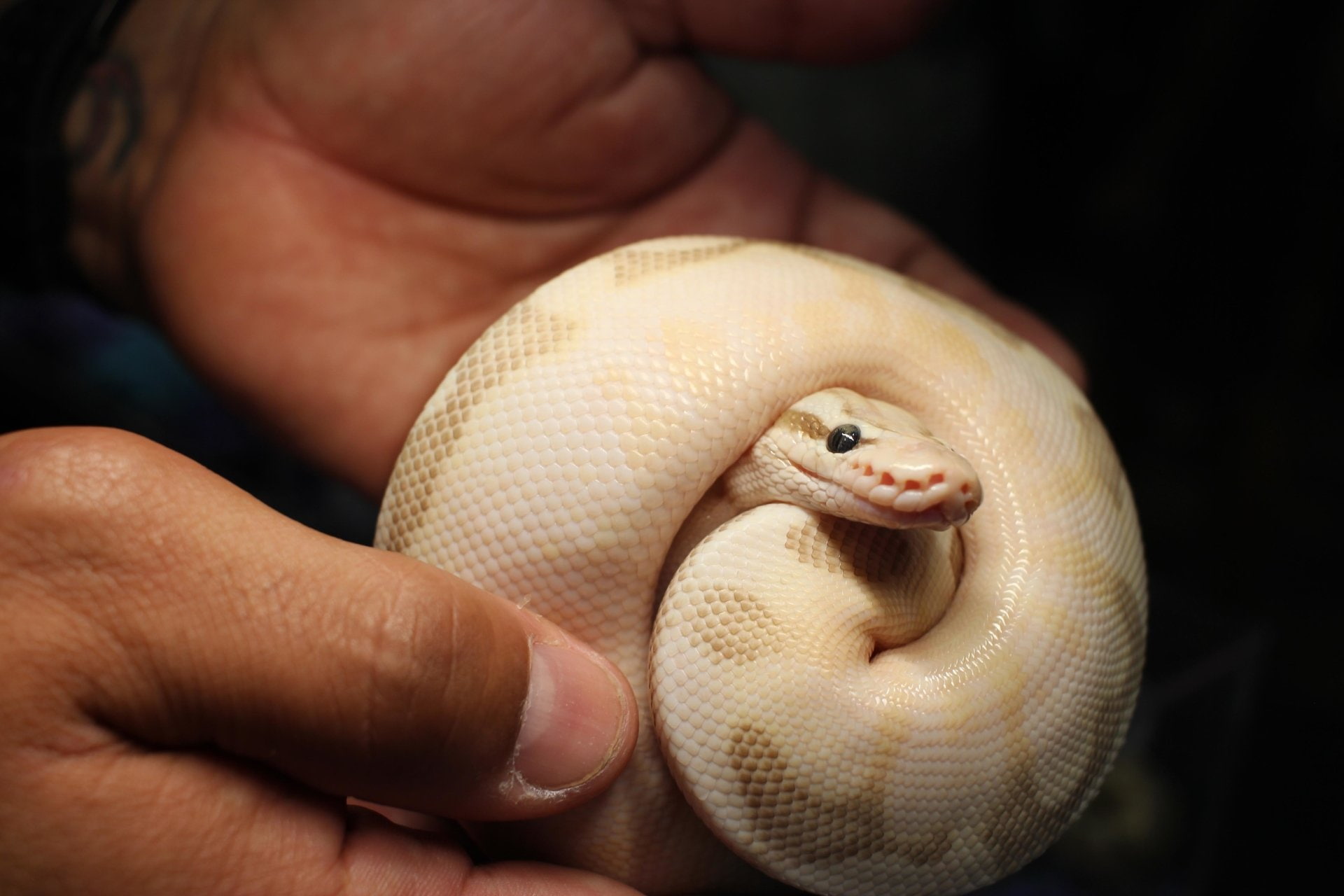 Reptiles, Python, Snake