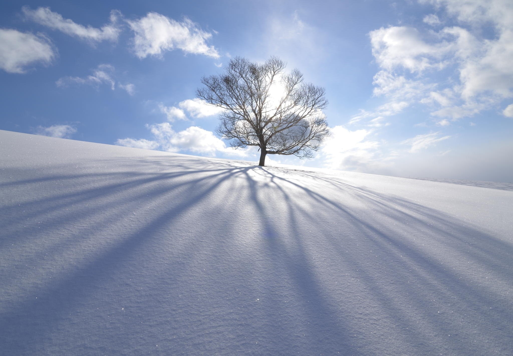 tree, cloud - sky, nature, environment, landscape, scenics - nature