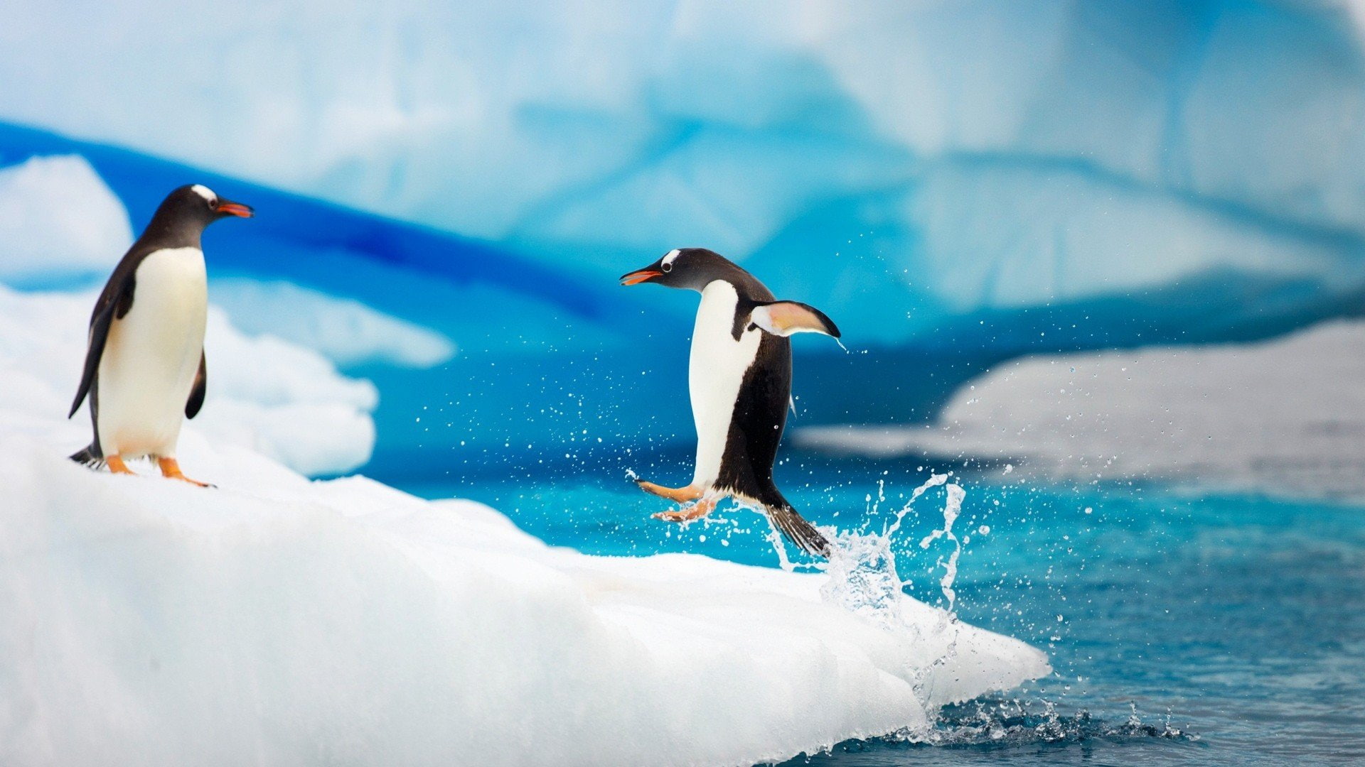 penguins