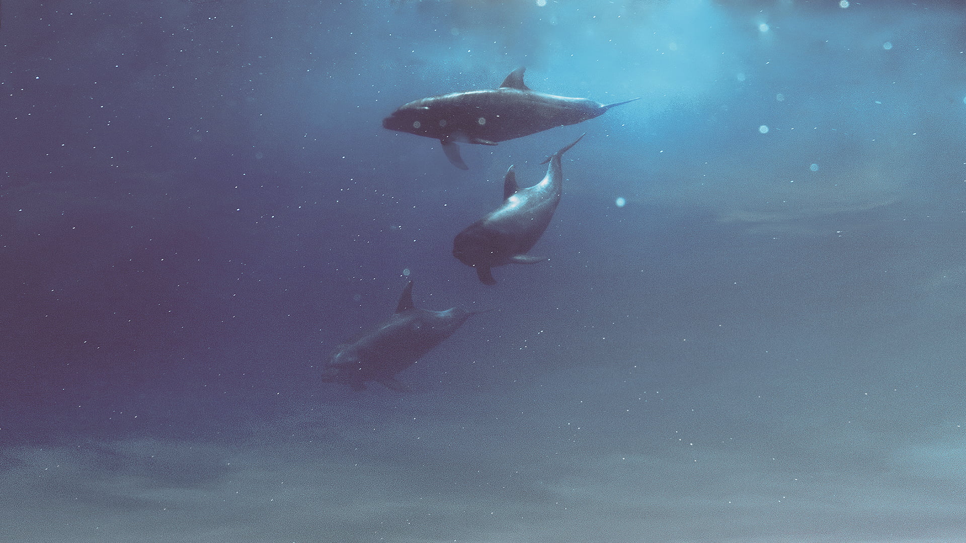 black and white fish with fish tank, whale, Hani Jamal, underwater