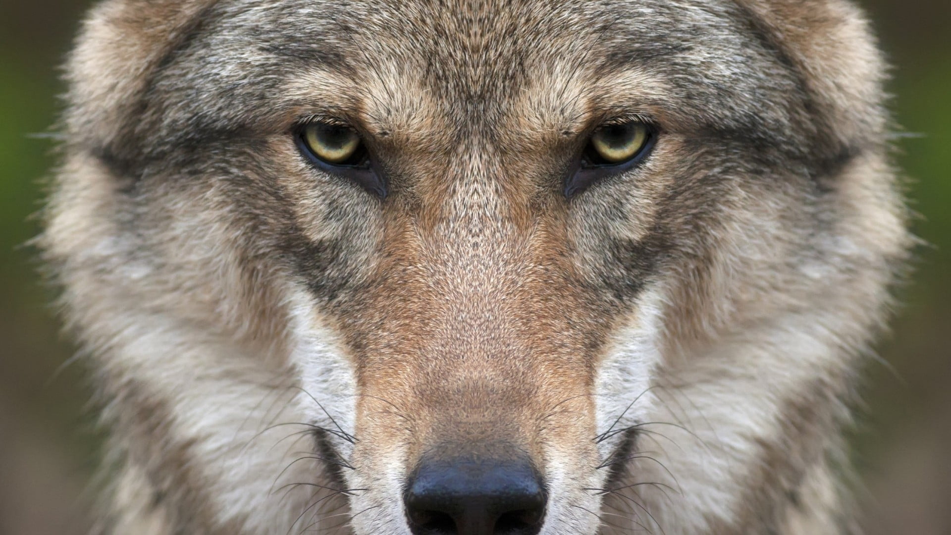 brown and black dog, wolf, animals, nature, closeup, face, symmetry