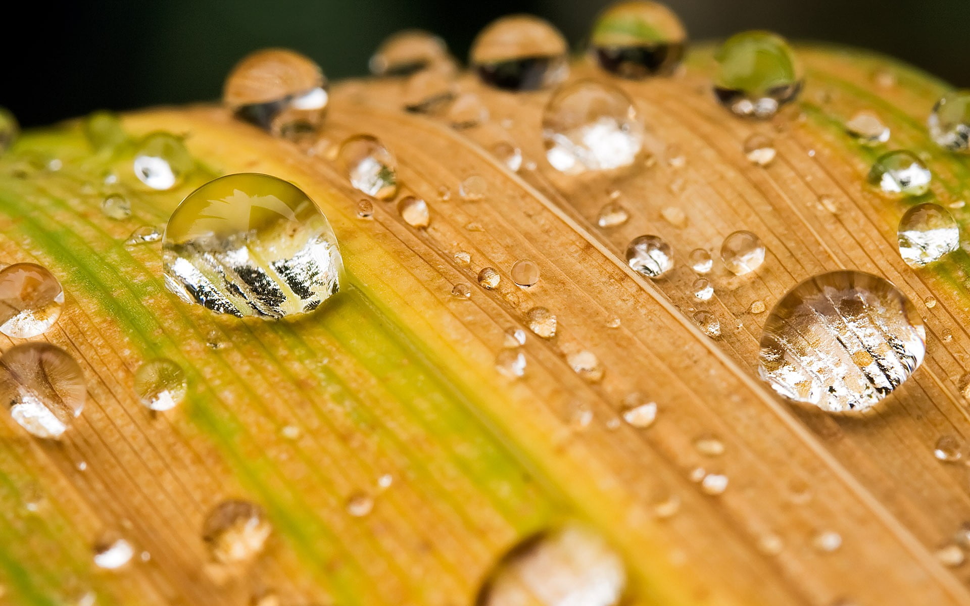 water droplet, nature, leaves, macro, water drops, depth of field