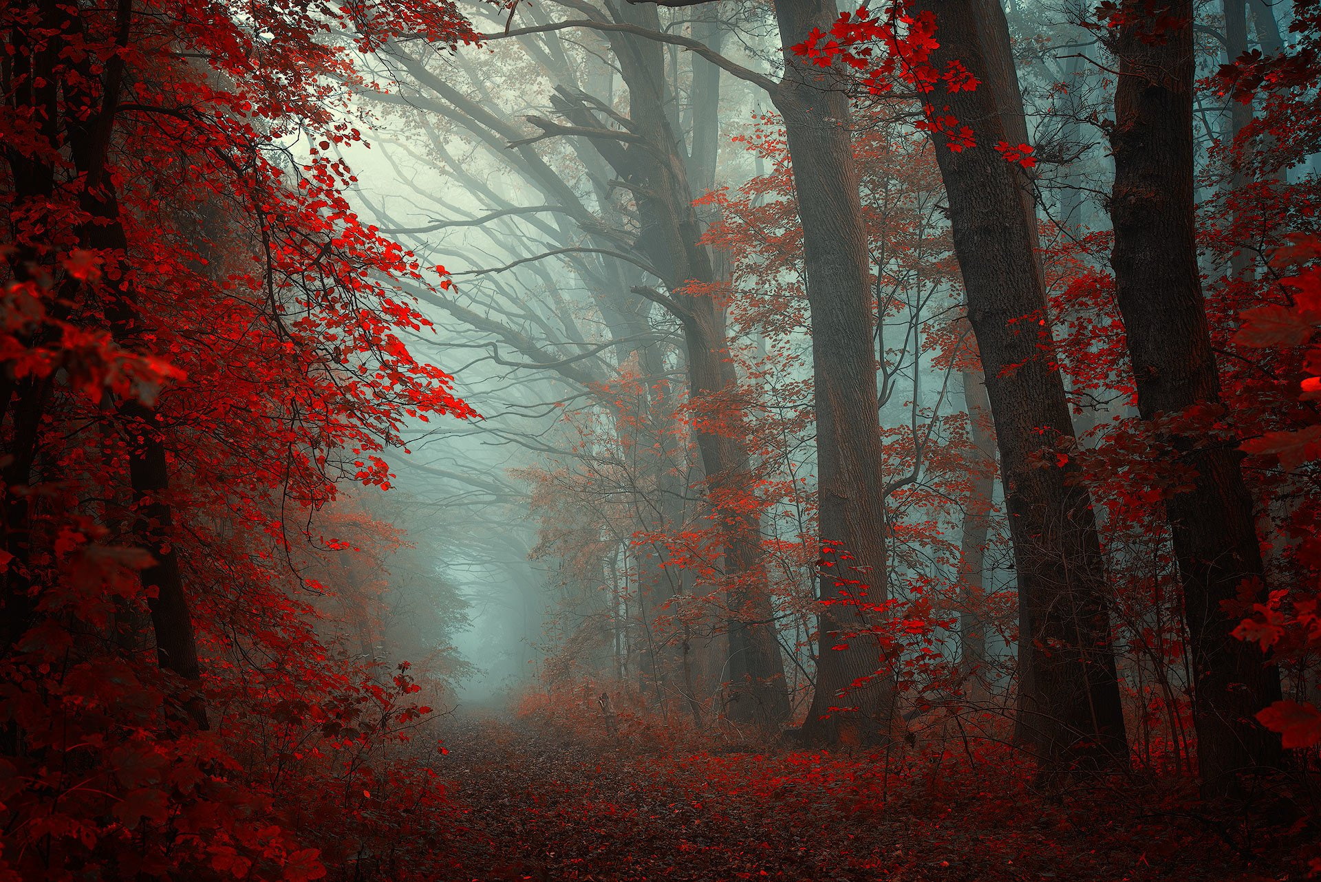 Earth, Path, Fall, Forest, Nature, Tree