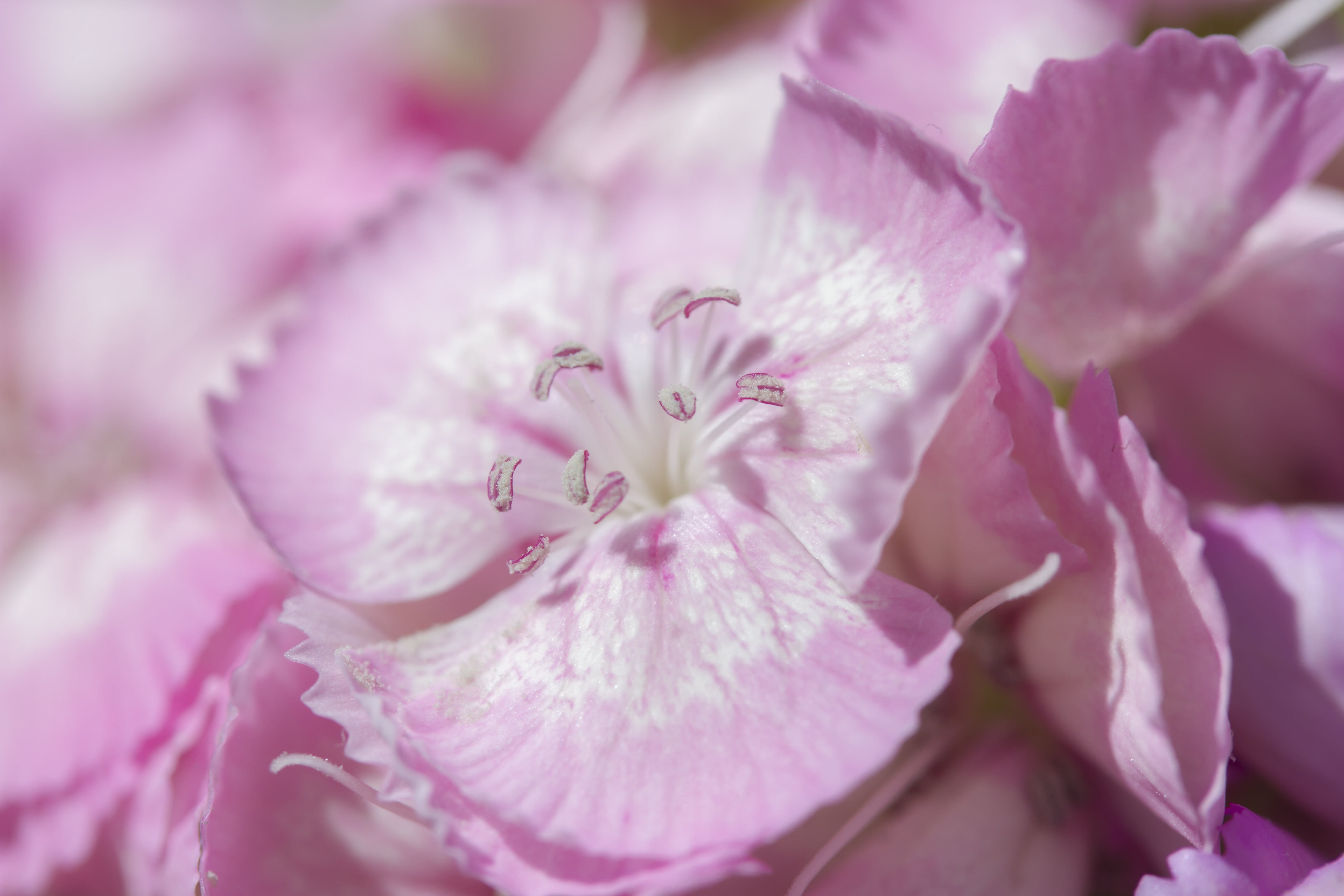 micro photo of pink-and-white petaled flower, Thinking, Macro