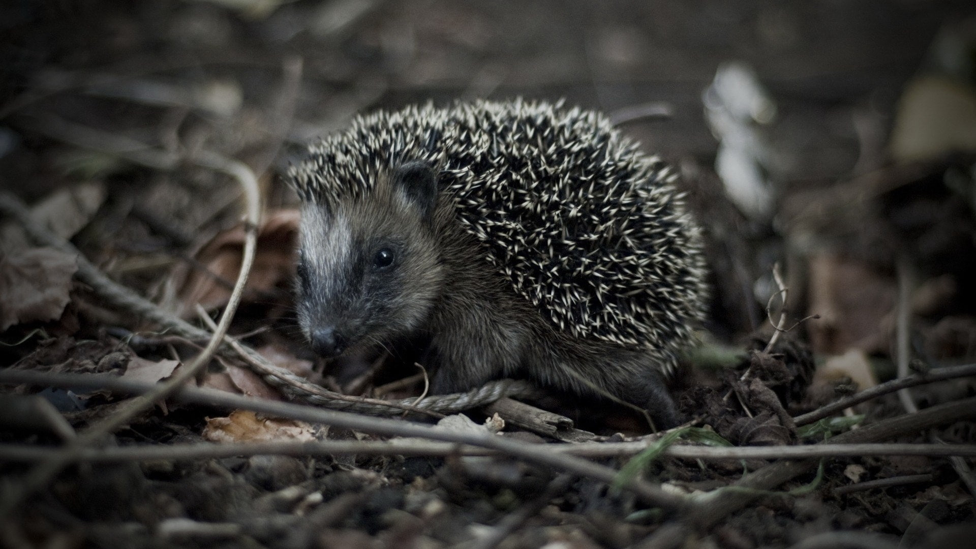 hedgehog
