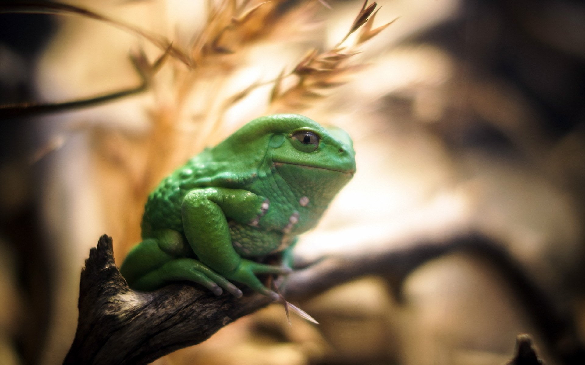 Frogs
