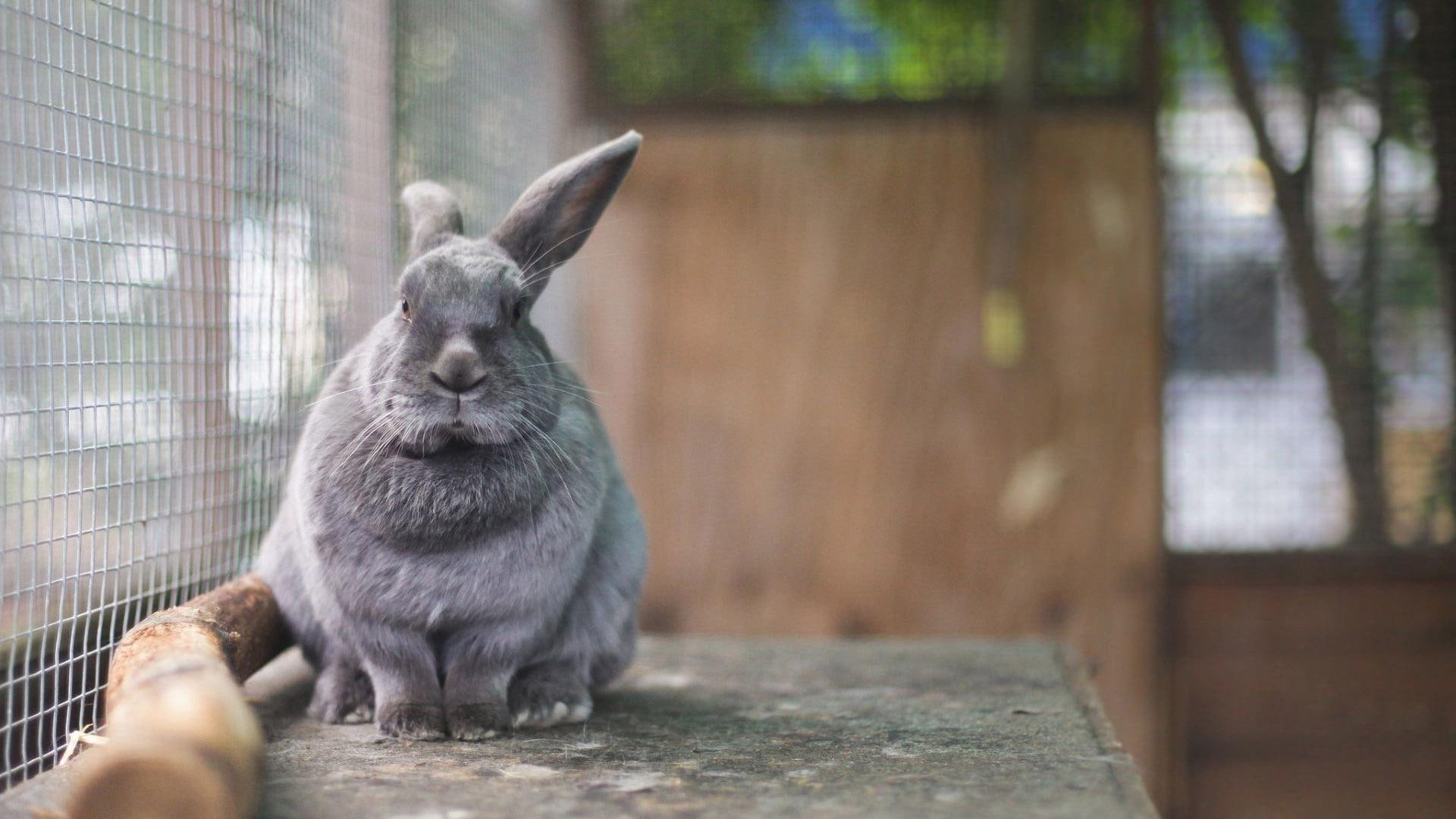 Gray rabbit, gray rabbit, animals, 1920x1080