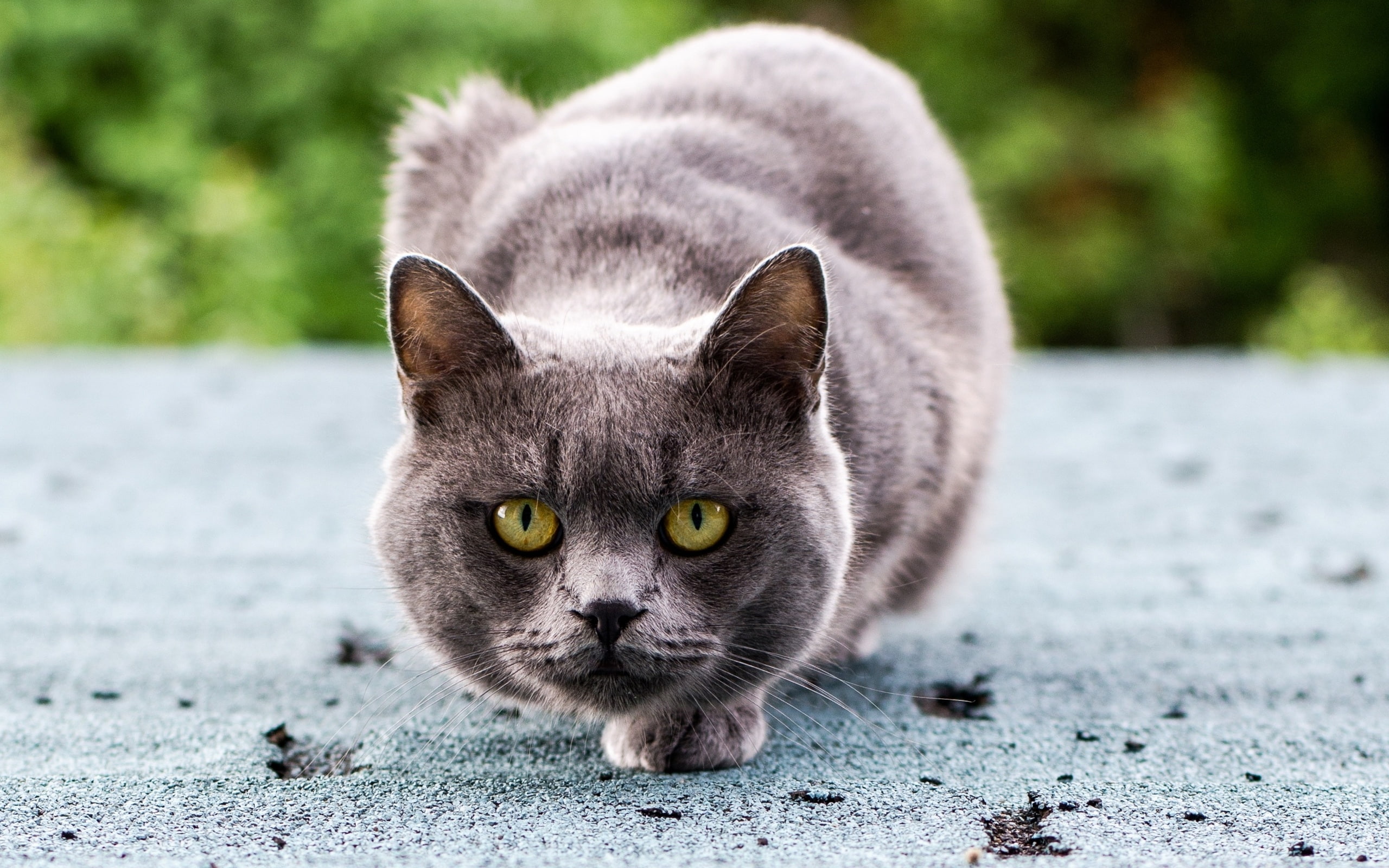 black, cat, eyes